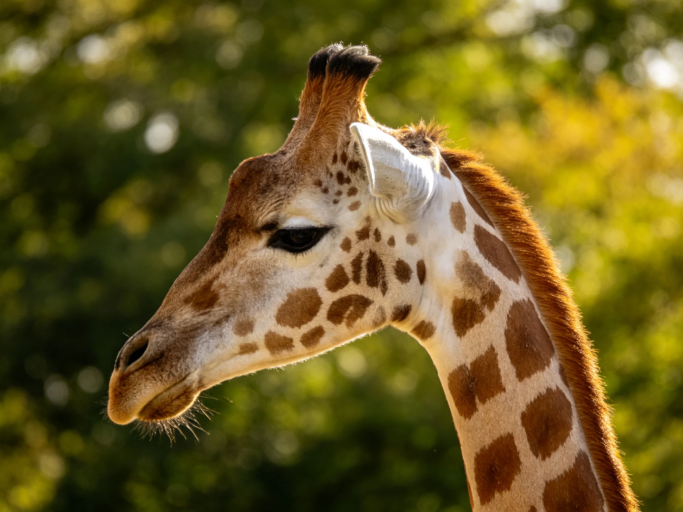 A detailed view of a giraffe’s head and neck with brown-spotted fur in a green, leafy environment.