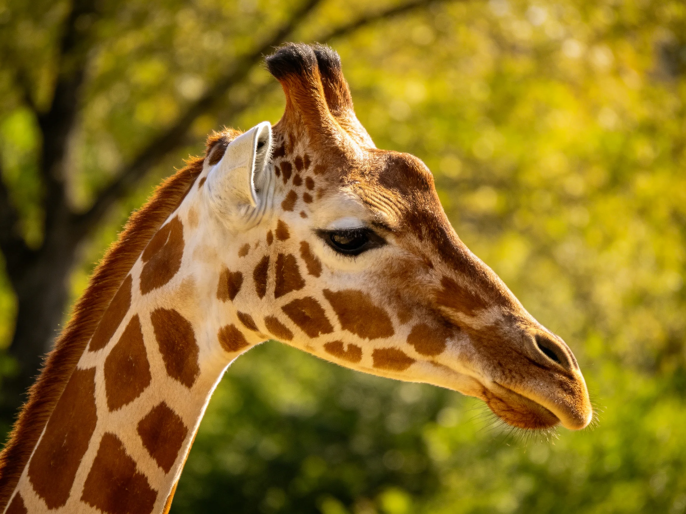 A close - up of a giraffe with brown patchy patterns near green trees