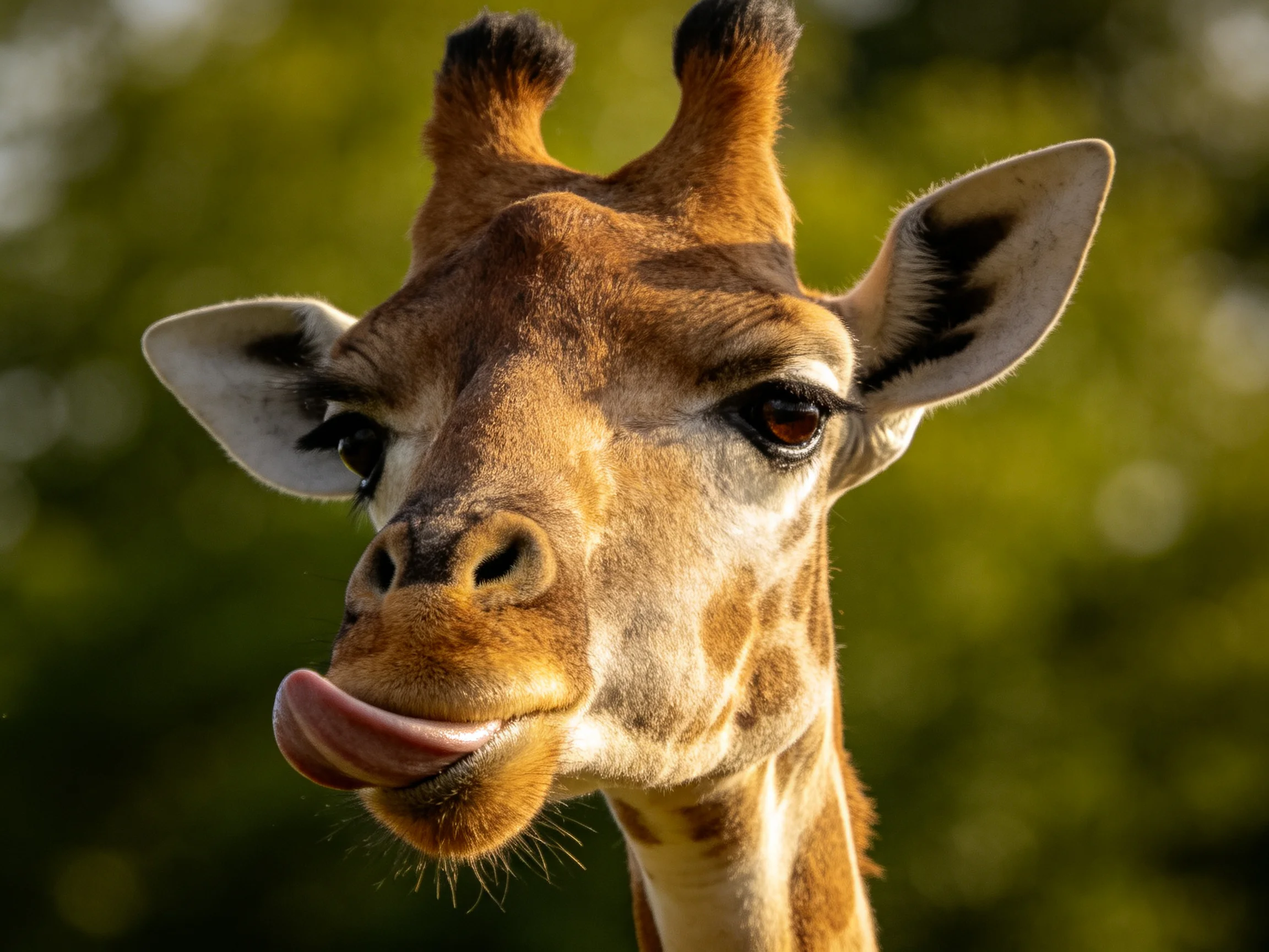 A giraffe sticks out its tongue in a close - up photograph with a green background.