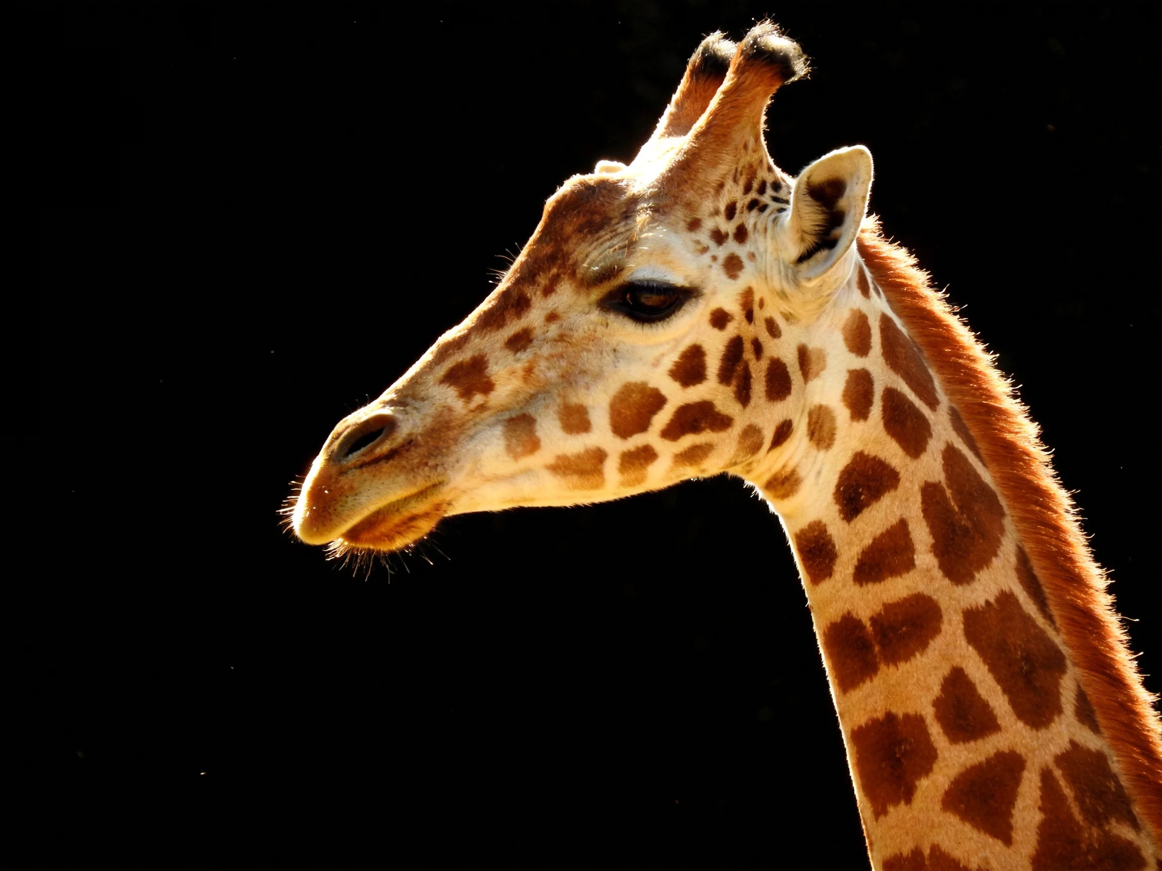 A close - up of a giraffe with brown spotted patterns set against a black background