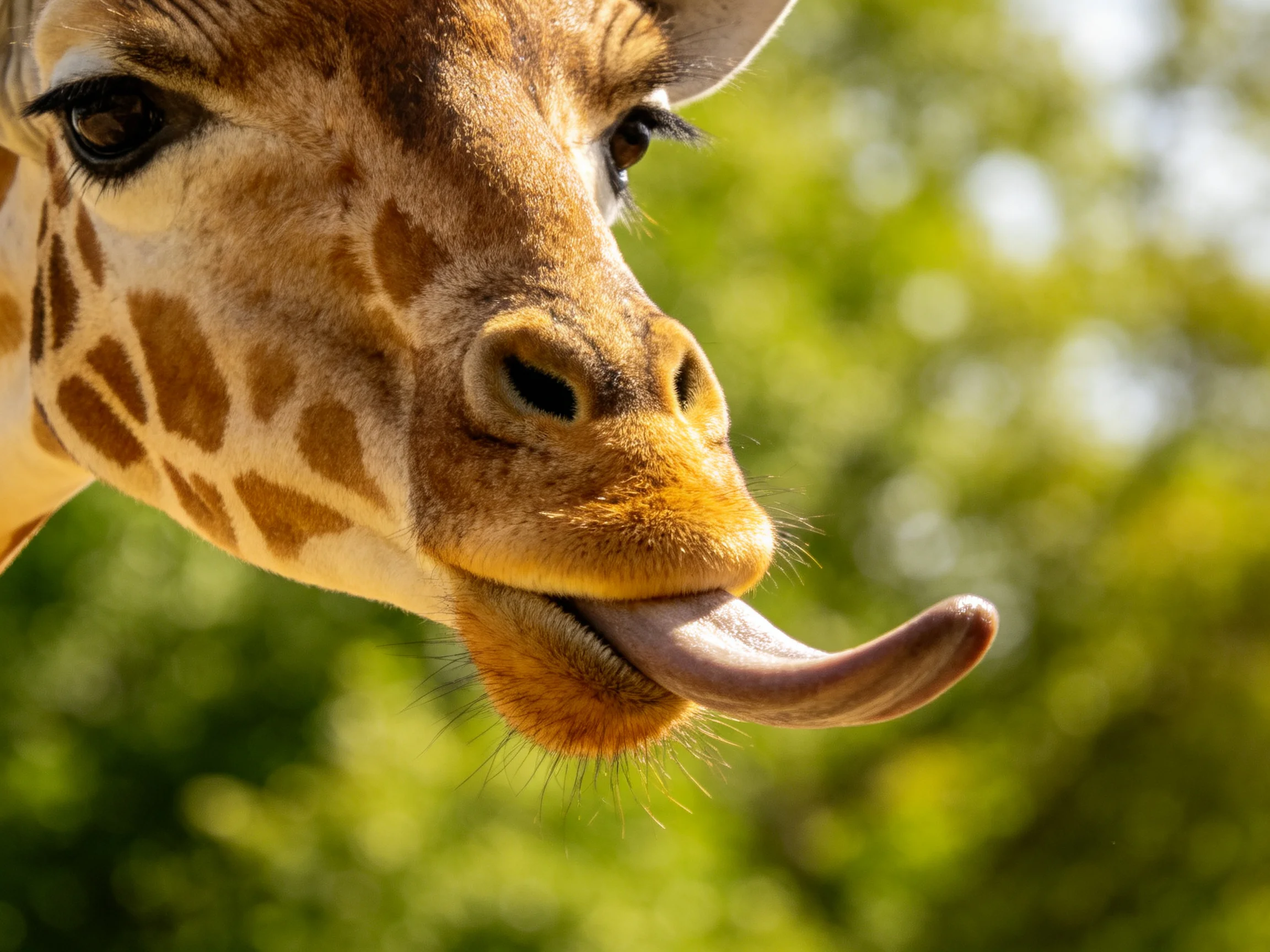 A close - up of a giraffe with extended tongue against green foliage