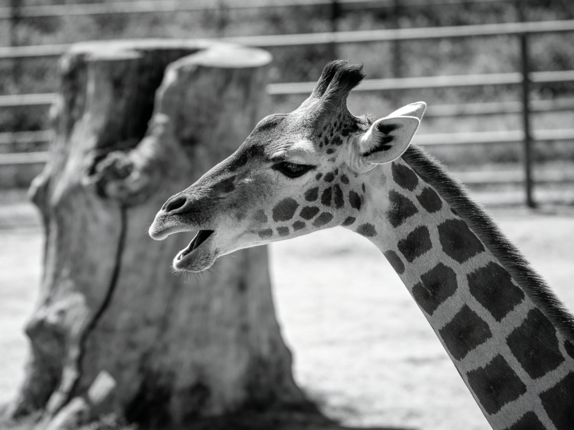 A giraffe stands next to a large tree stump in an enclosure.