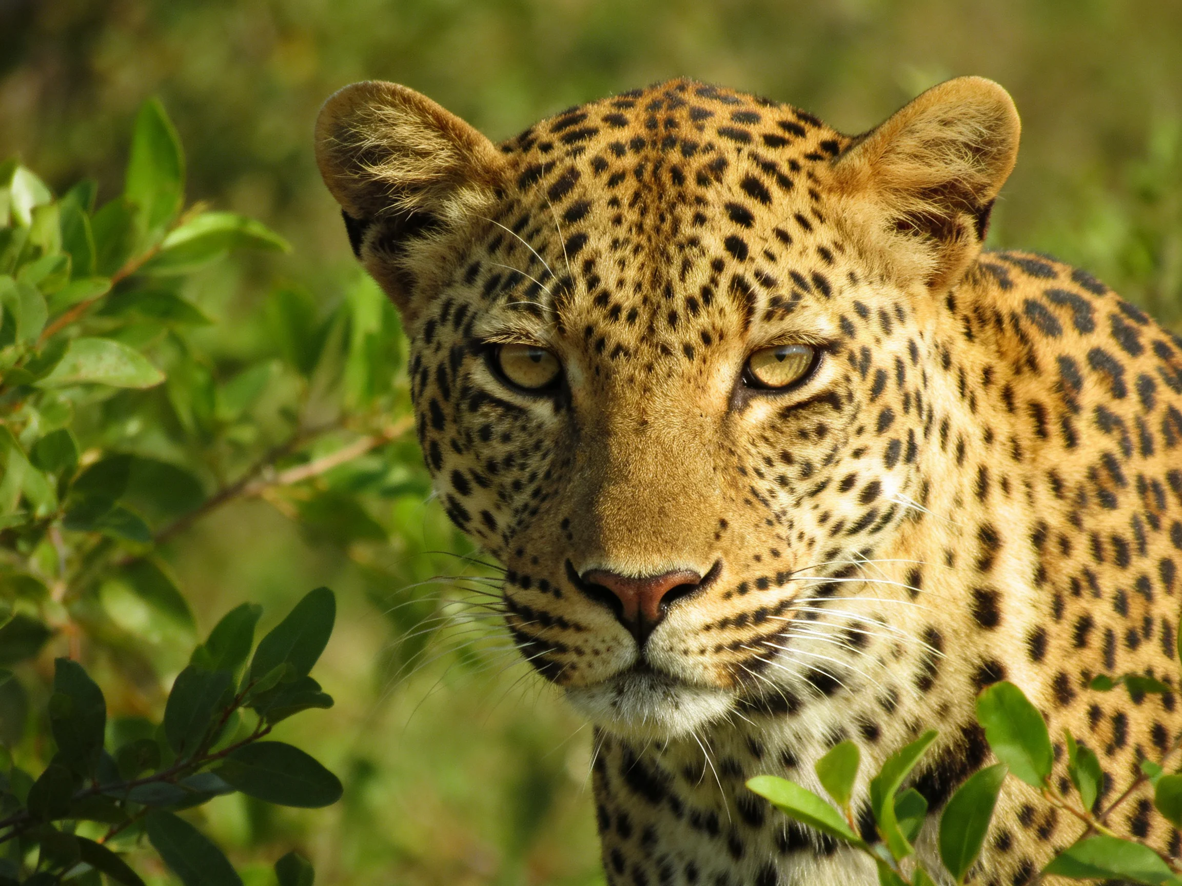 A golden - spotted leopard observes its environment amid green foliage.
