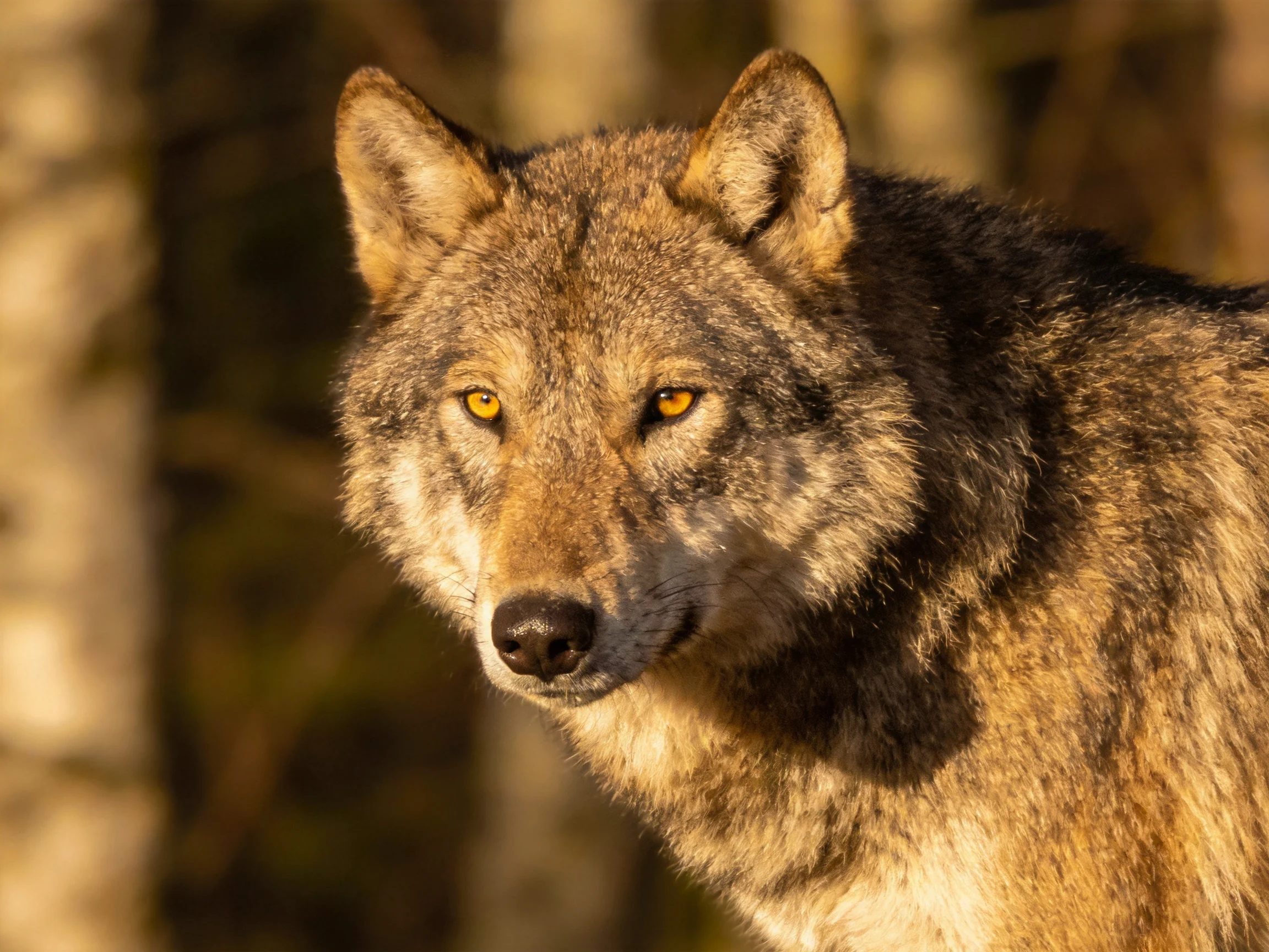 A close-up of a gray-brown wolf with golden eyes in a forest