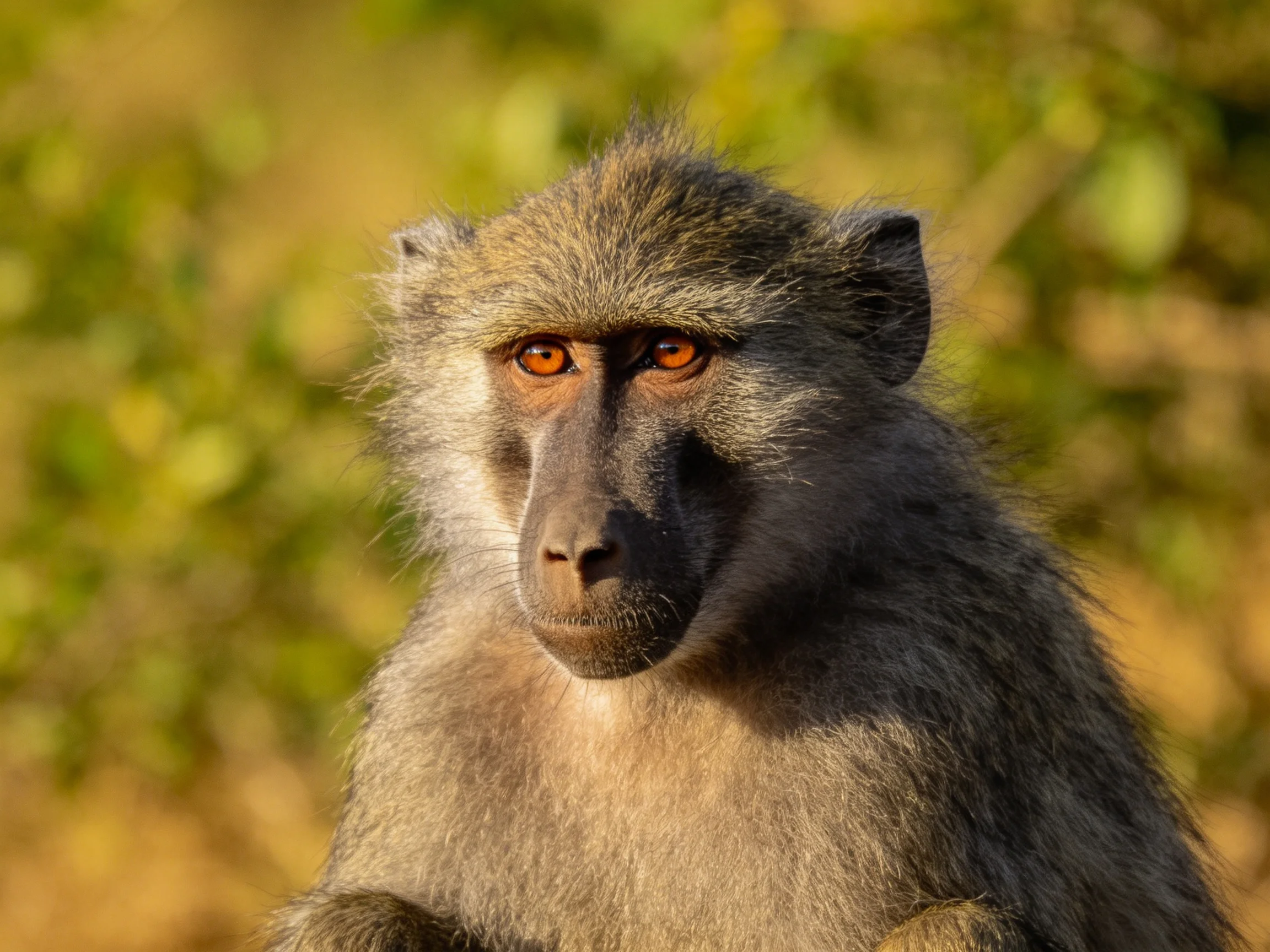 A close-up of a gray-furred baboon with amber eyes in a sunlit natural setting