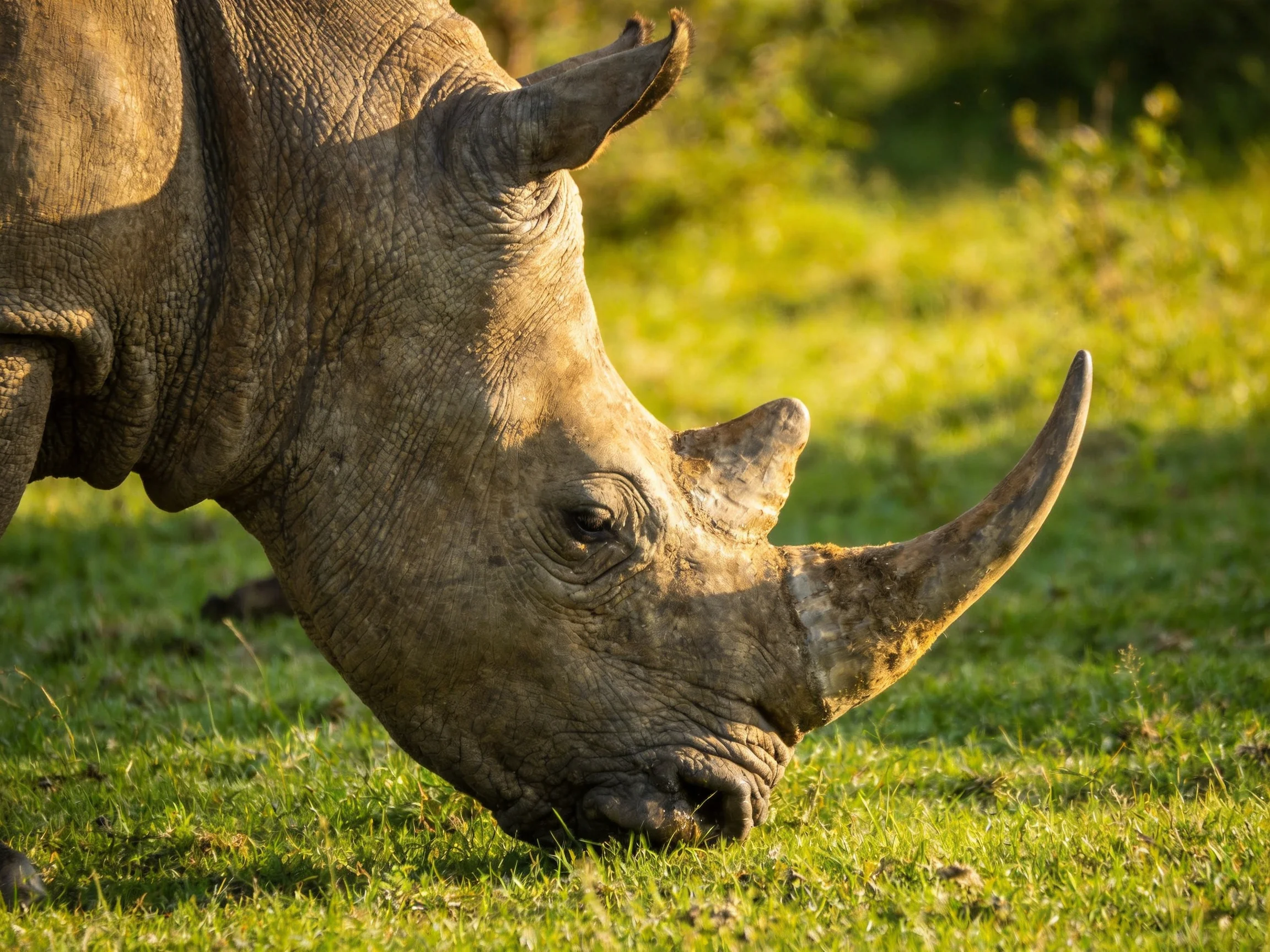 A close - up of a gray rhinoceros grazing in a sunlit grassy field