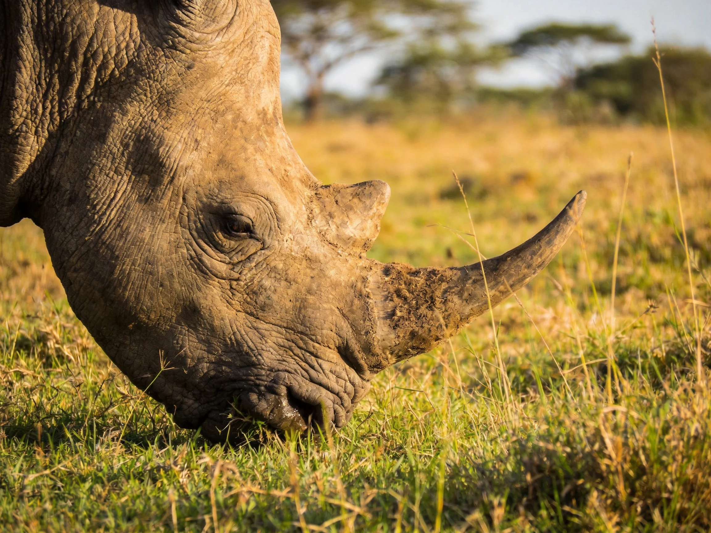 A close - up of a gray rhinoceros grazing in a sunlit savannah