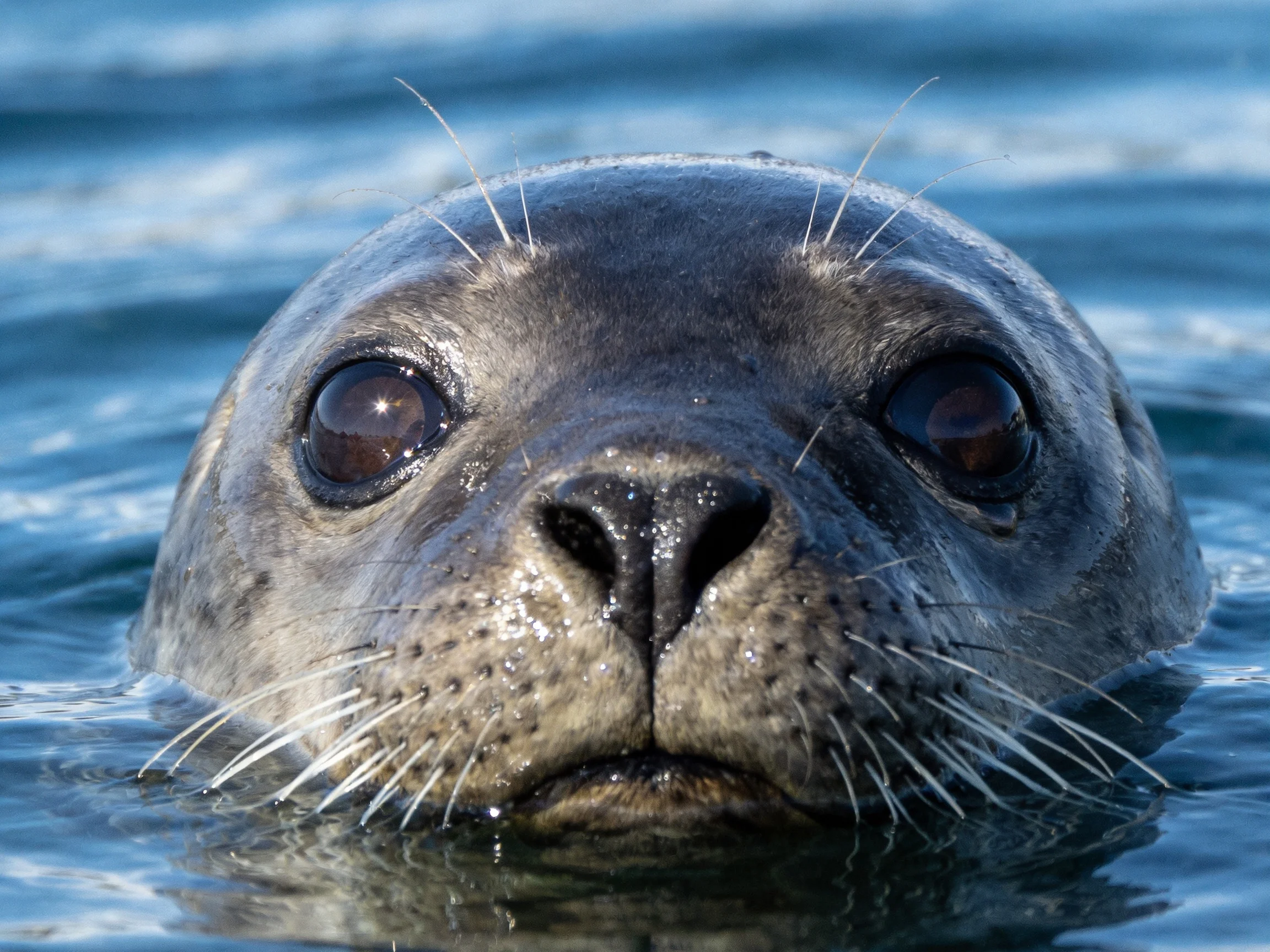A close - up of a gray seal with large eyes in blue water