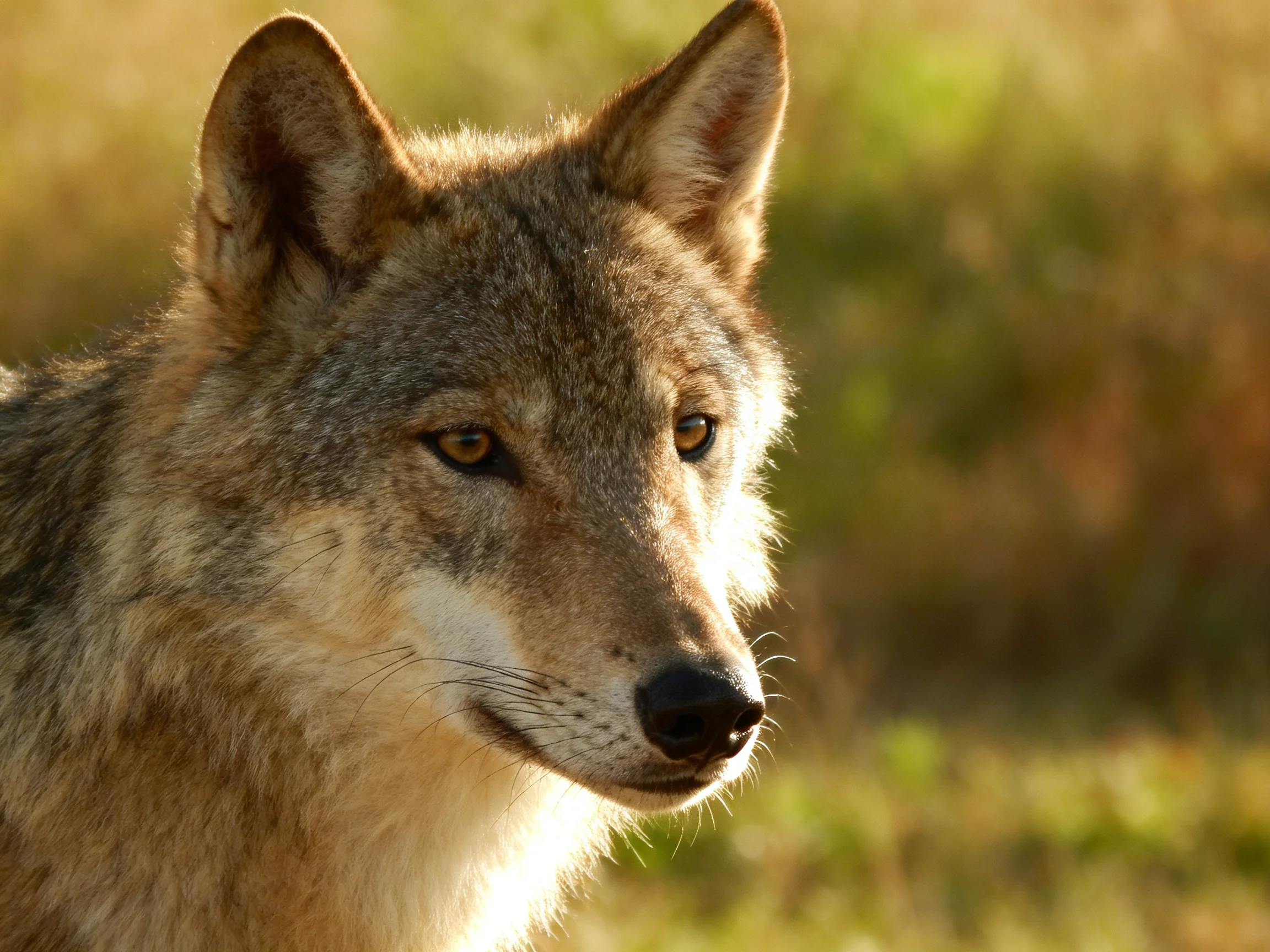 A close - up of a gray wolf with earthy fur in a sunlit field
