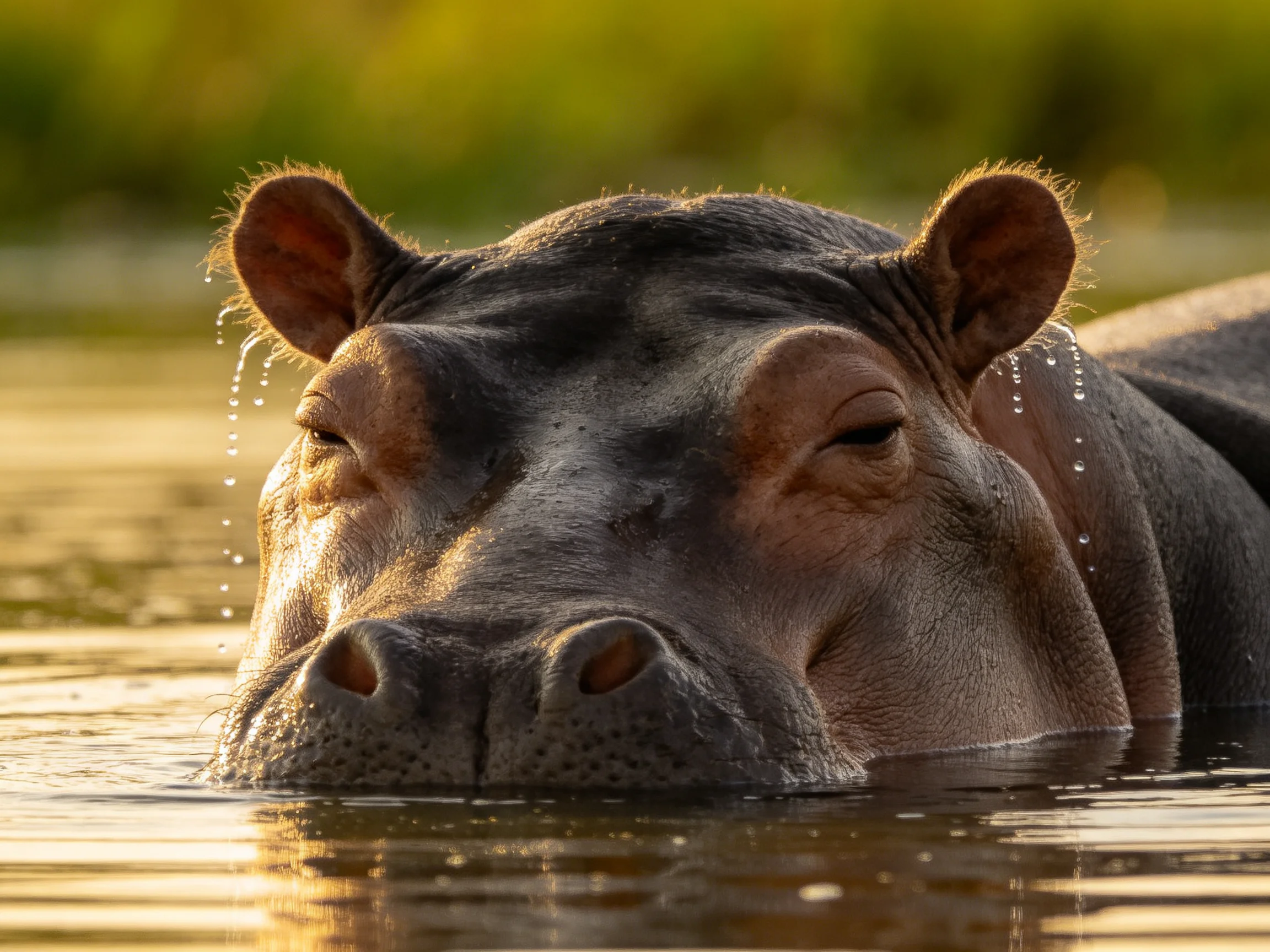 A close-up of a hippopotamus partially submerged in water