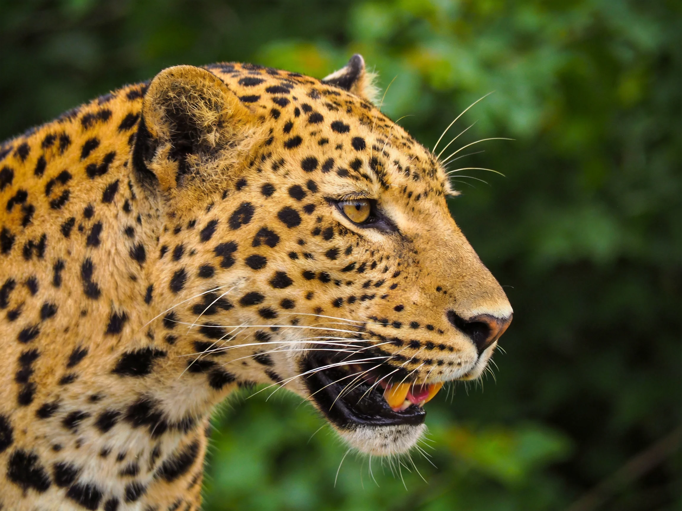 A close-up of a leopard with black rosette spots on golden fur