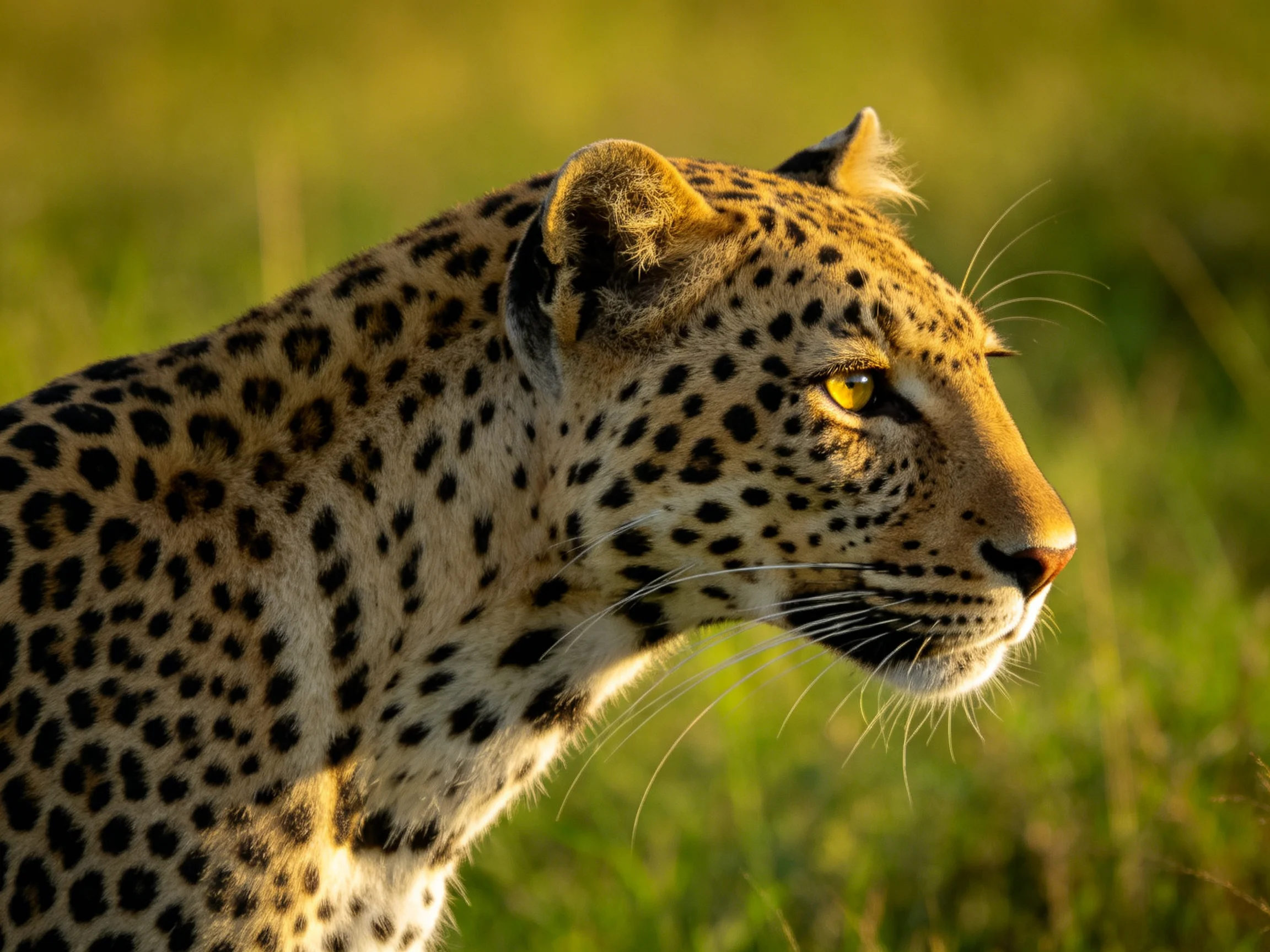 A close - up of a leopard with black spots on tawny fur in green grass