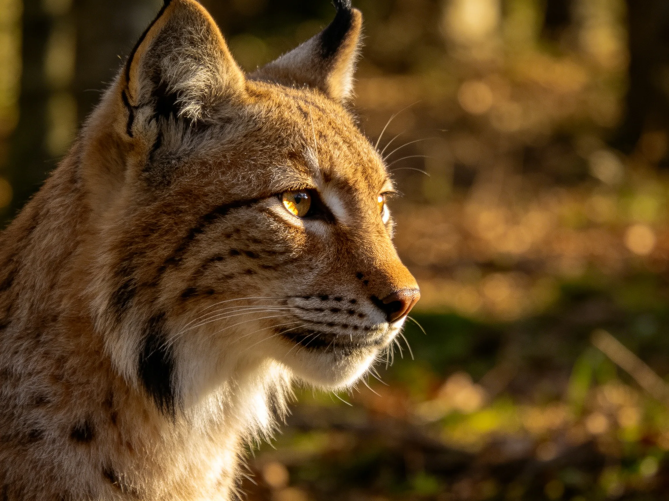 A close - up of a lynx with amber eyes in a sunlit forest