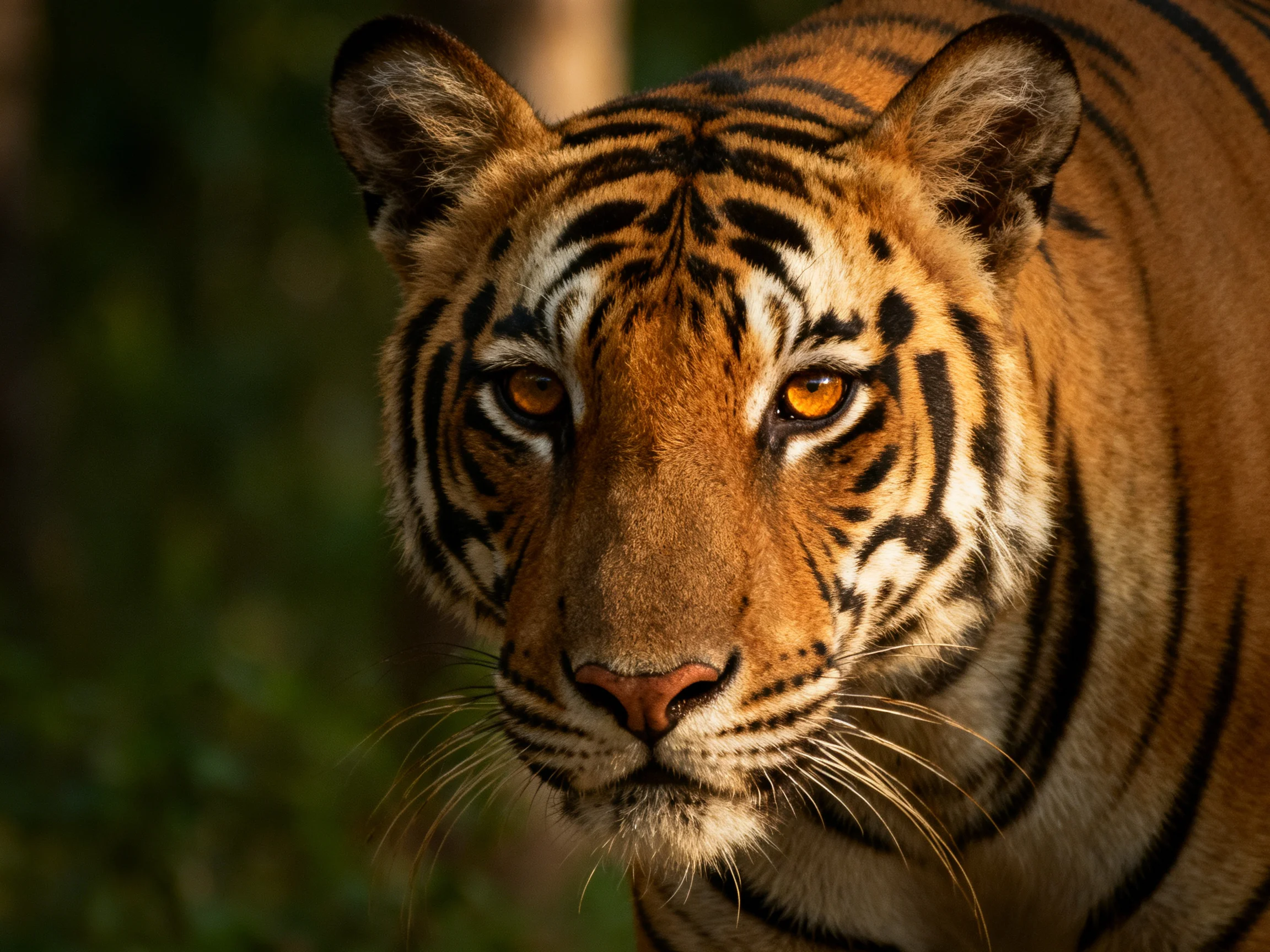 A close - up view of a majestic orange tiger with bold stripes.