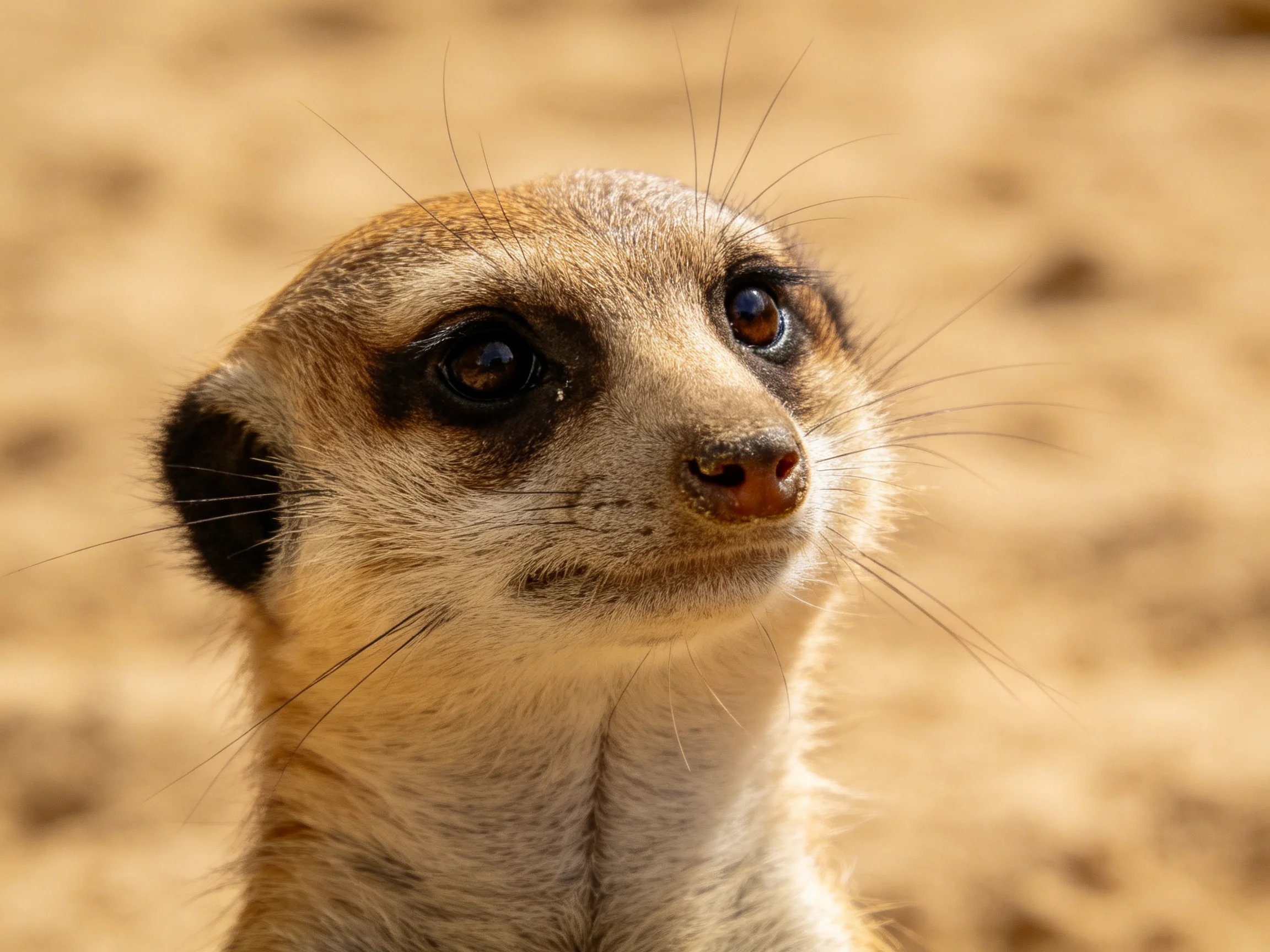 A close - up of a meerkat with dark facial markings on sandy terrain