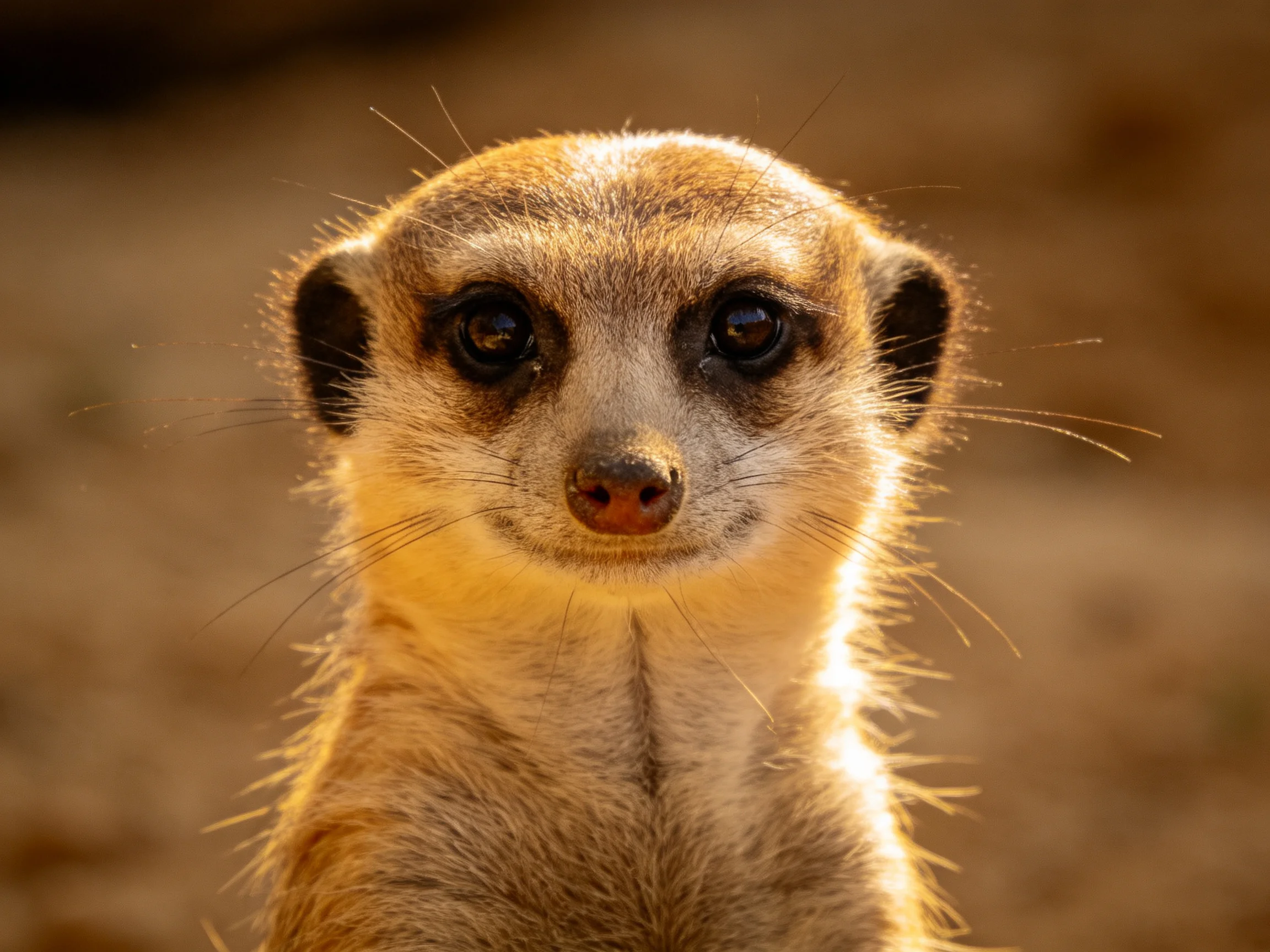 A close-up of a meerkat with tan fur and dark eyes