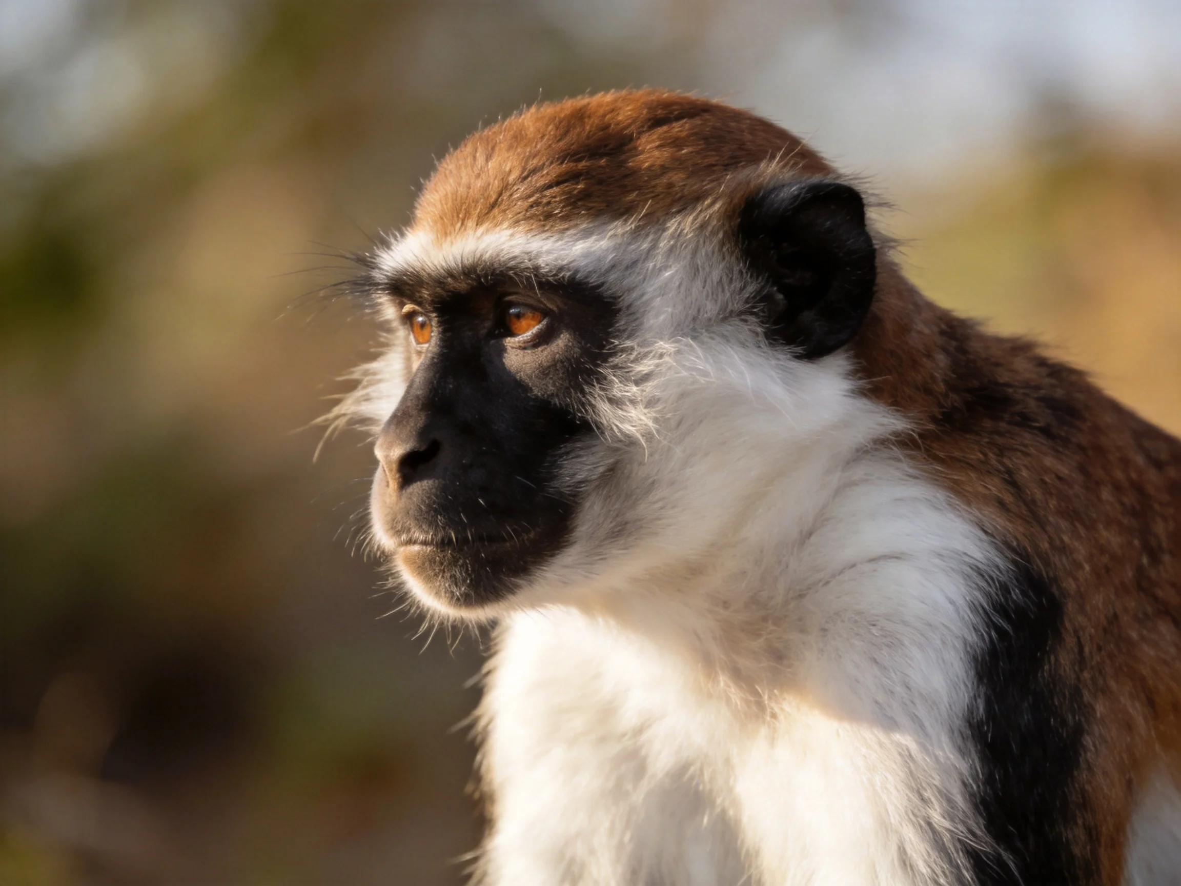 A monkey with brown, white, and black fur gazes thoughtfully away from the viewer.