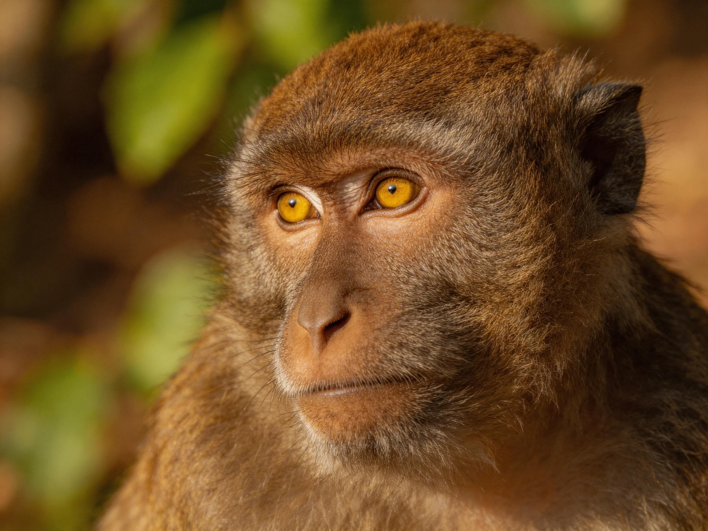 A close-up of a monkey with golden eyes and brown fur amidst greenery