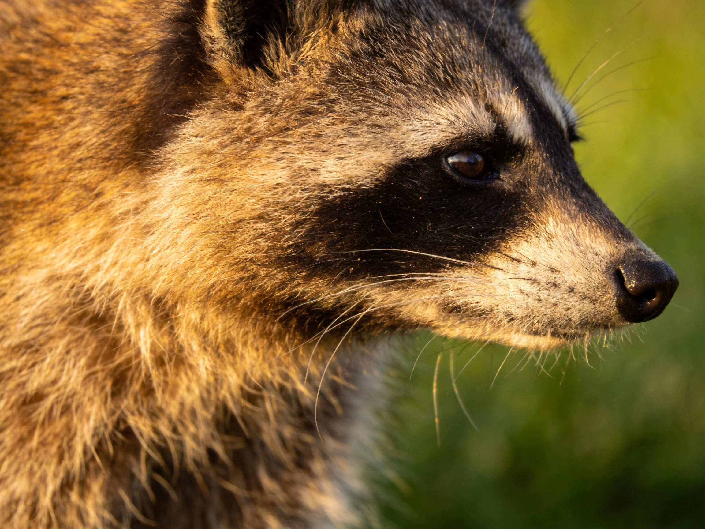 A close-up of a raccoon with brown and black fur in a natural setting