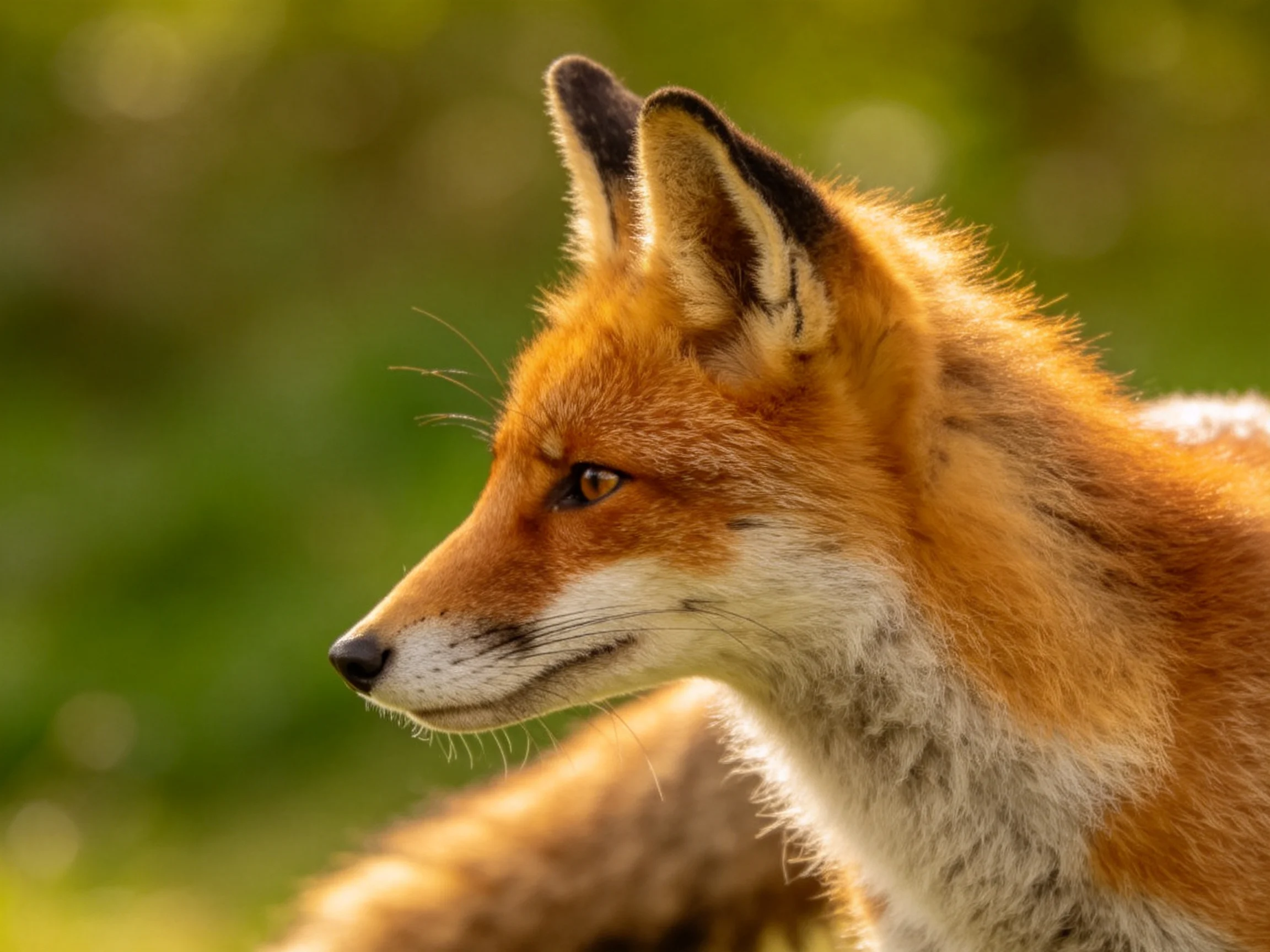 A close - up of a red fox showcasing golden fur details