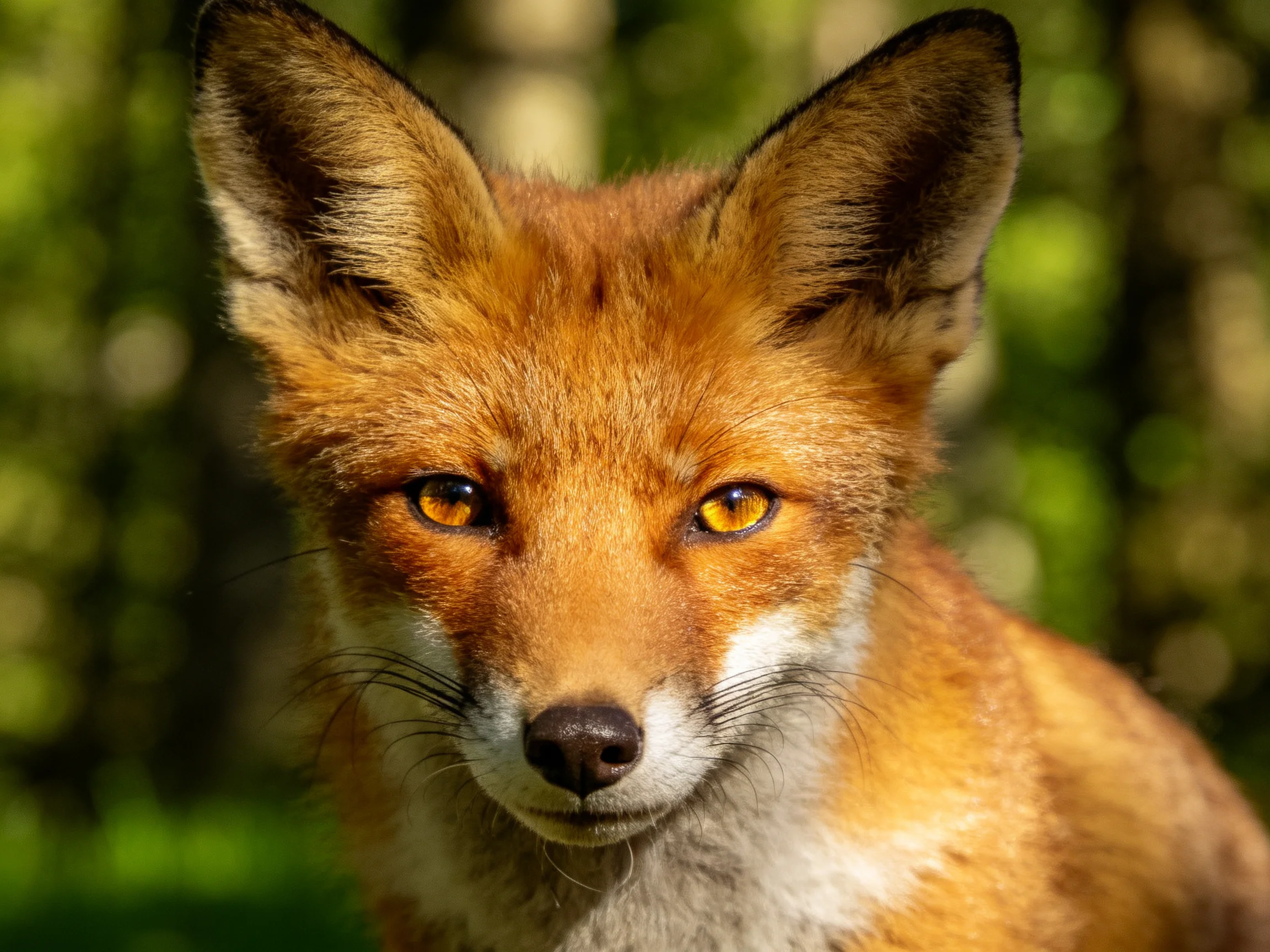 A close - up of a reddish - brown fox with amber eyes against a blurred green forest