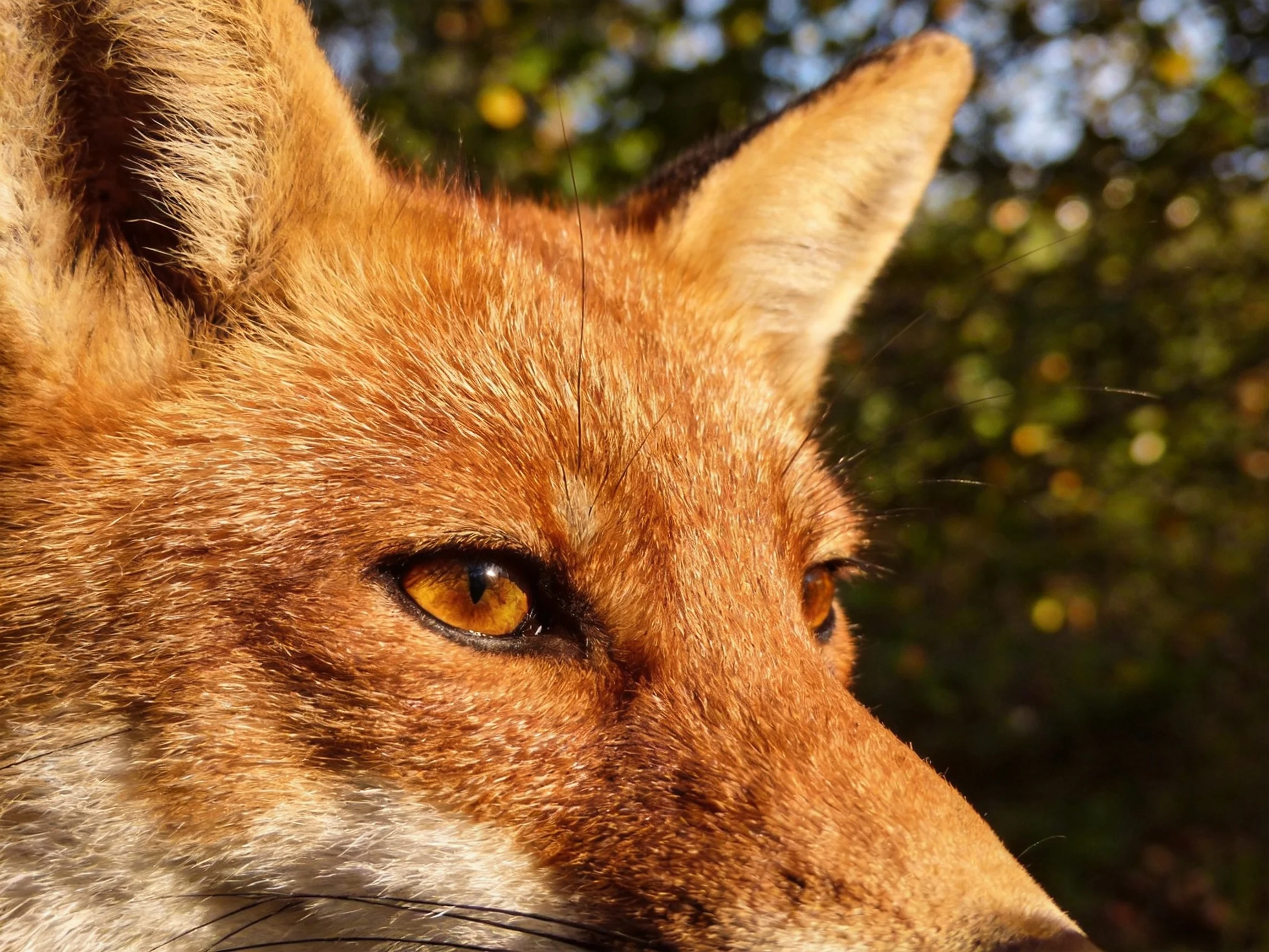 A close - up of a reddish - brown fox with golden eyes against green foliage