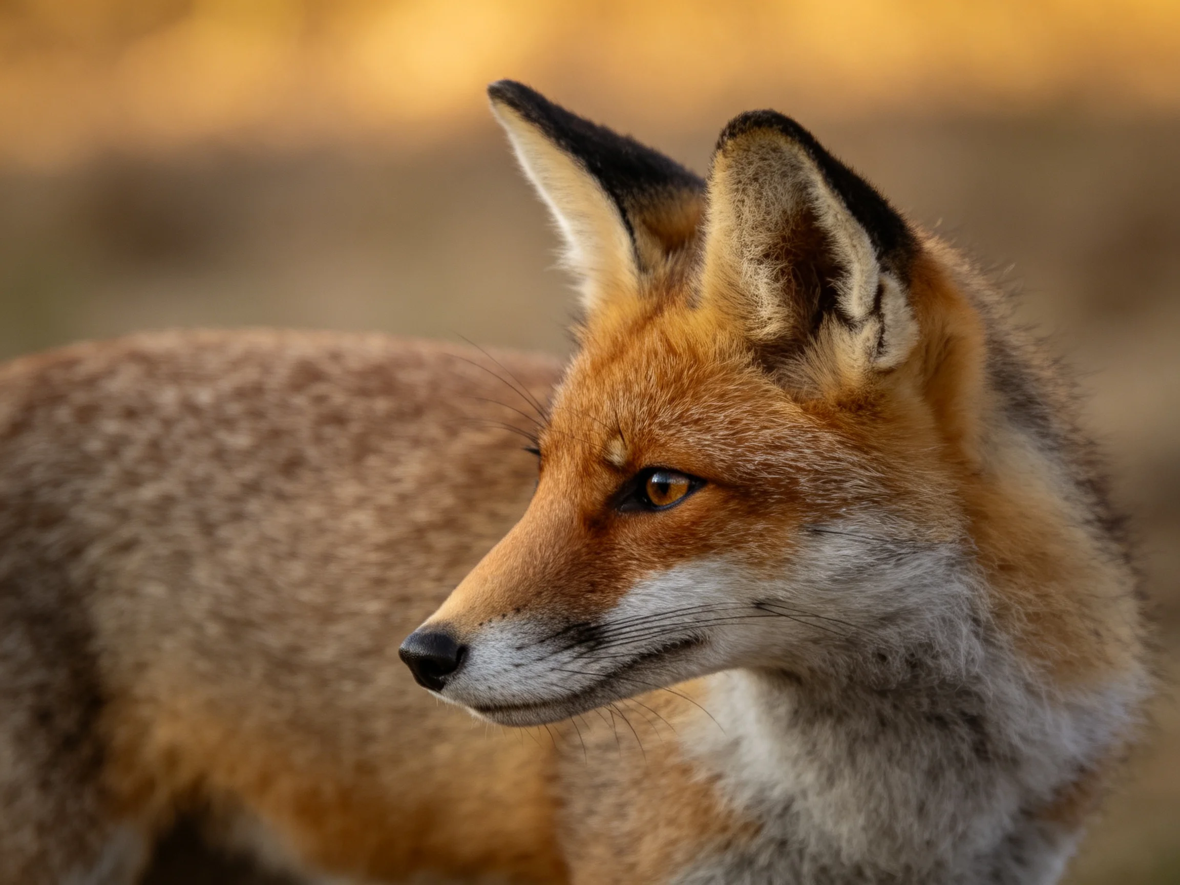 A close - up captures a reddish - brown fox with pointed ears in a natural scene.