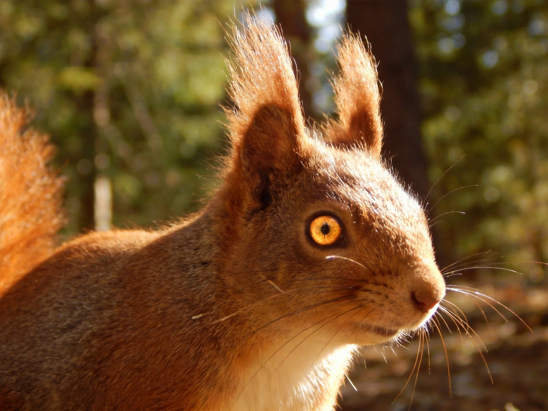 A close-up of a reddish-brown squirrel with golden eyes in a sunlit forest