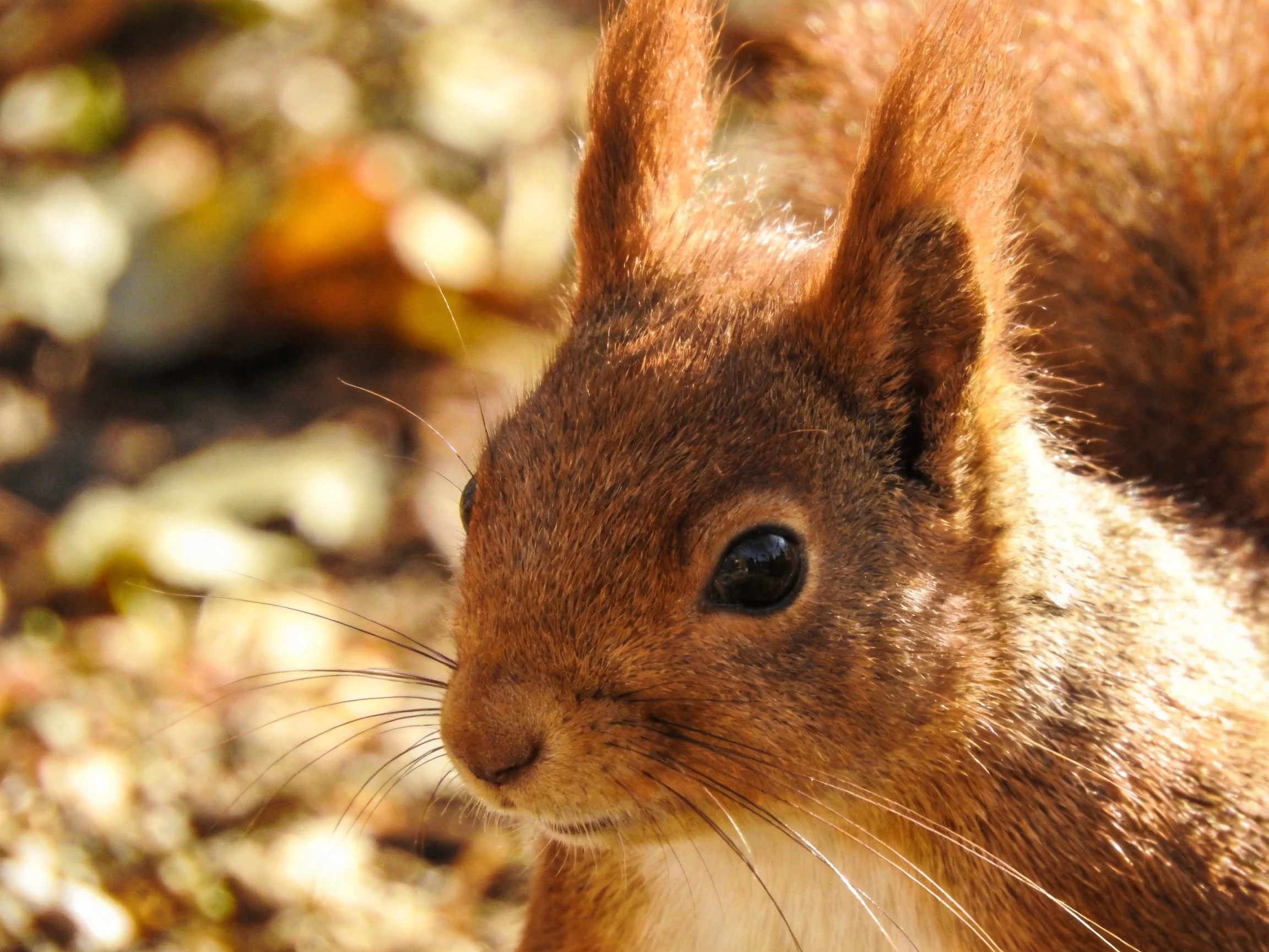 A close - up of a reddish - brown squirrel with upright ears