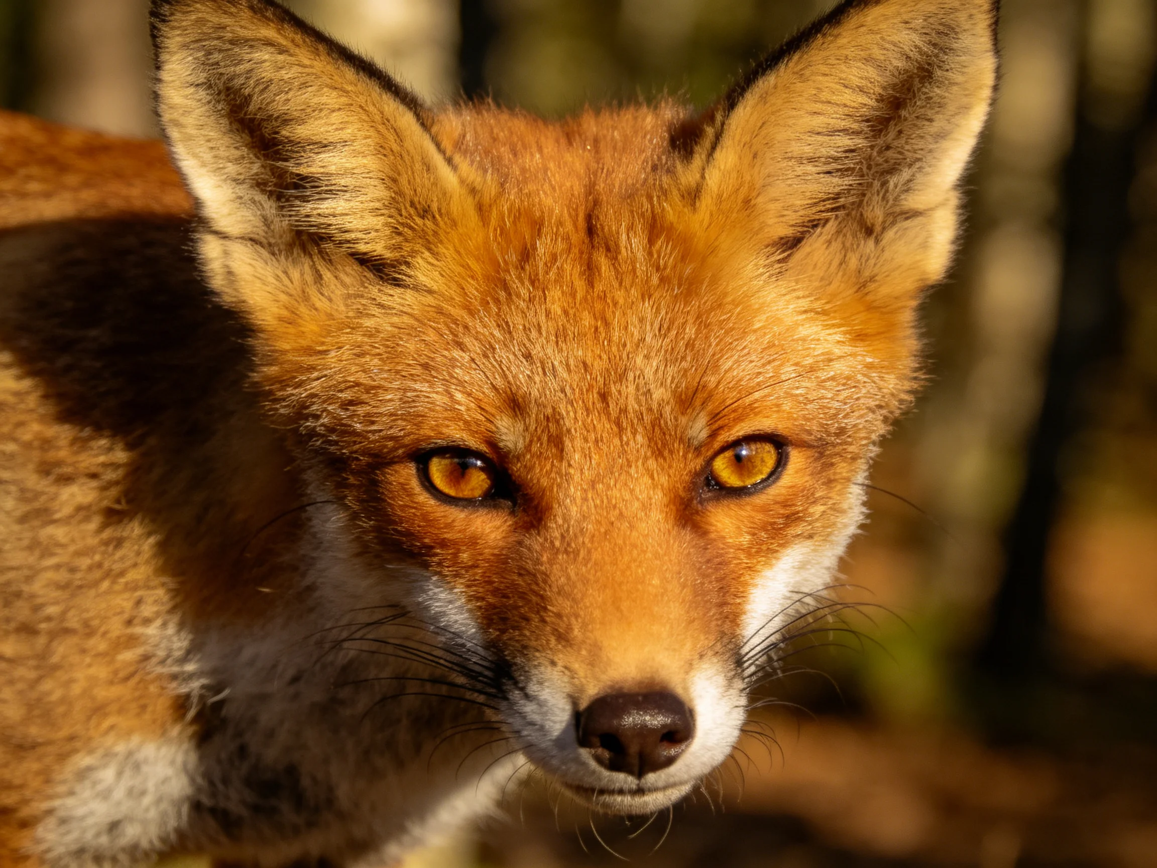 A close-up of a reddish-orange fox with golden eyes