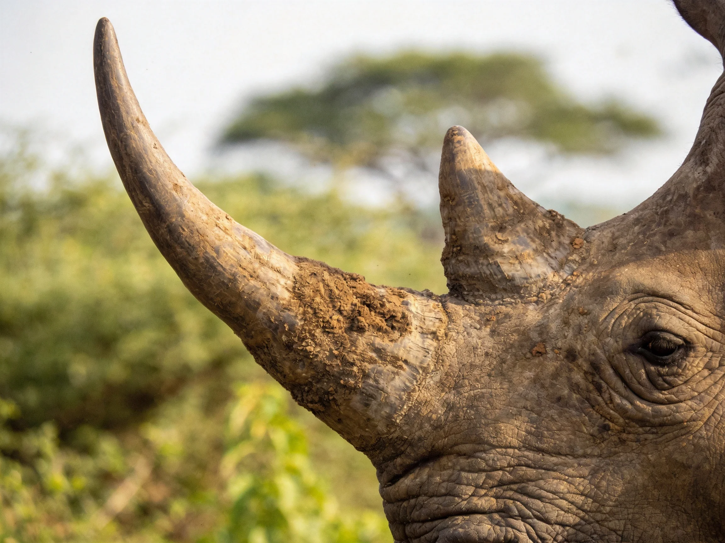 A close - up of a rhinoceros large, earthy horn near lush vegetation