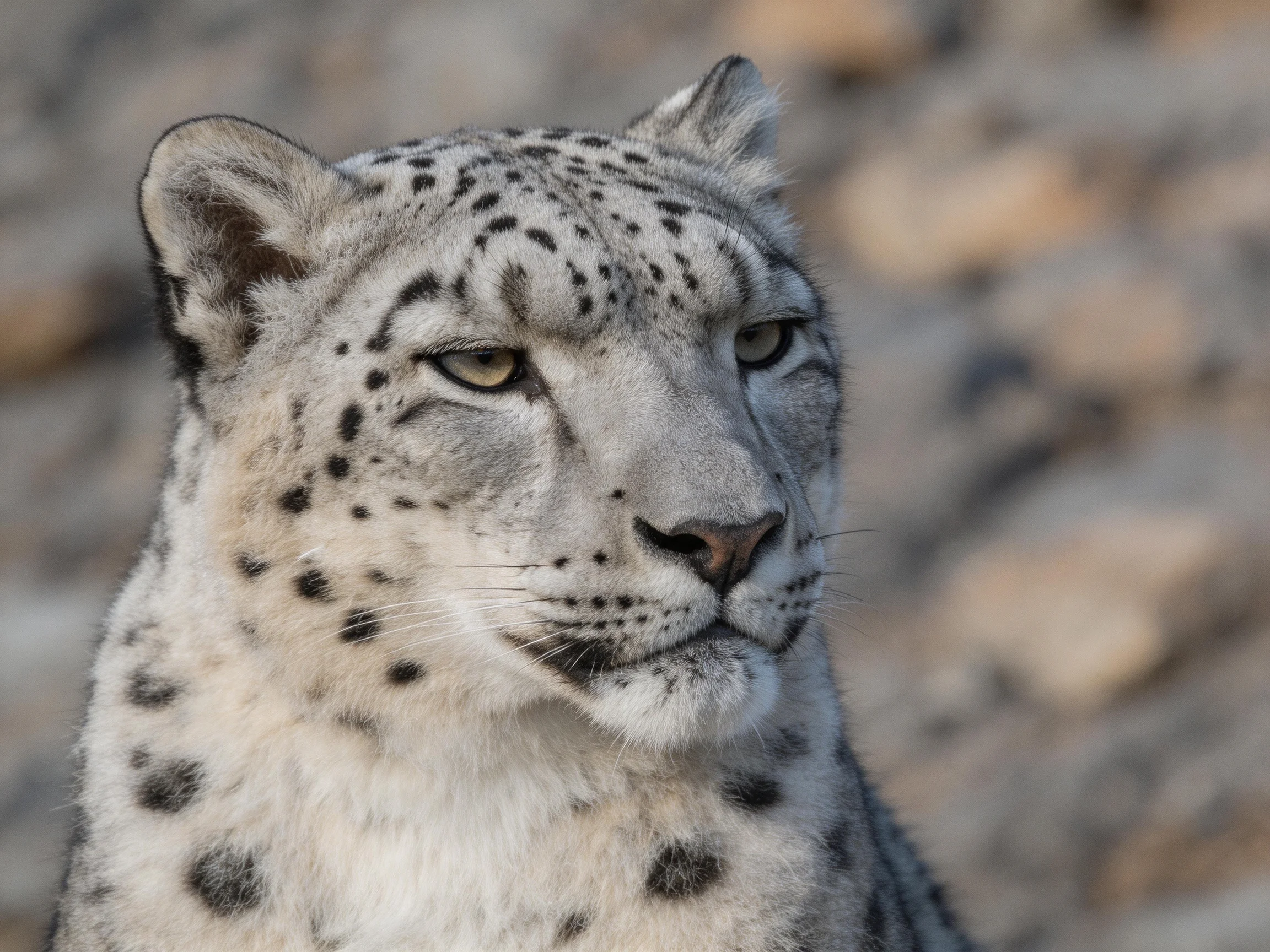 A close - up of a snow leopard with spotted fur in rocky terrain