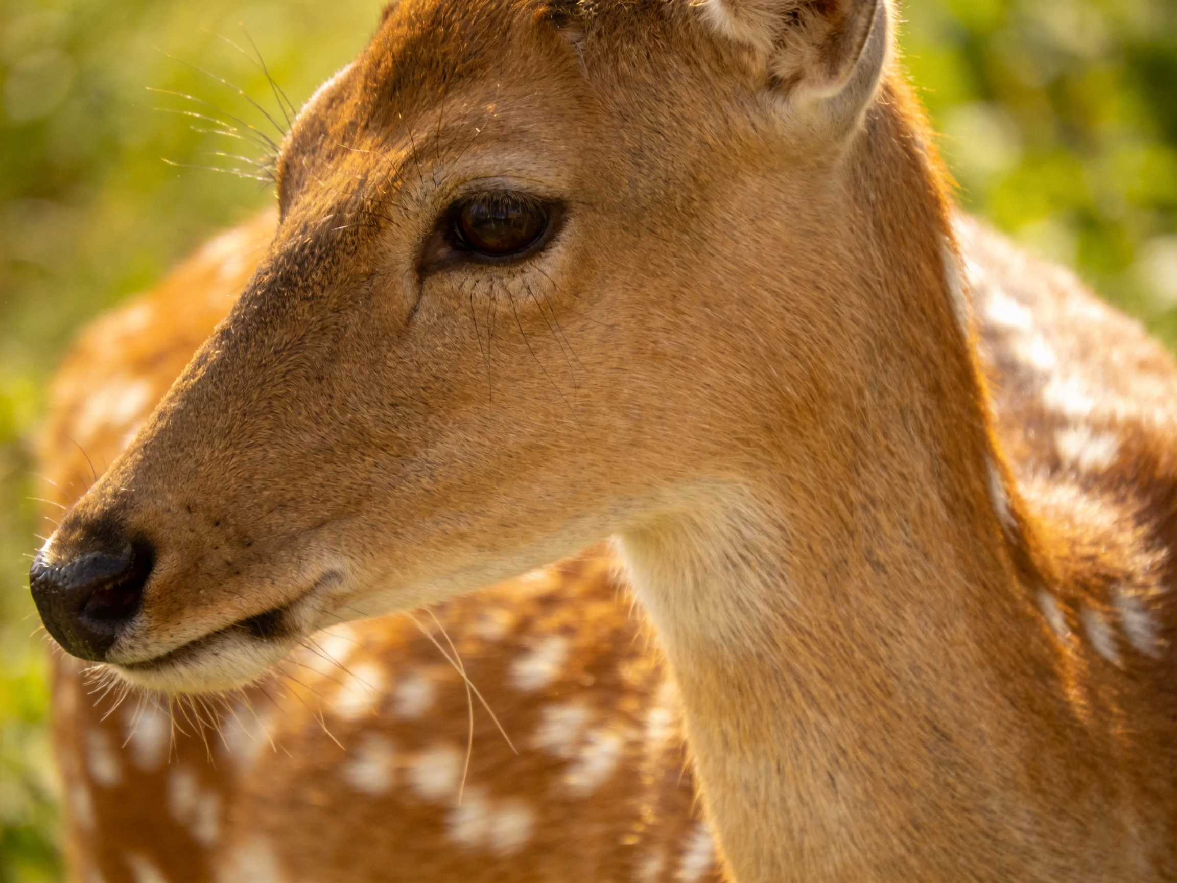 A spotted deer with golden-brown fur and white spots is shown in bright sunlit outdoor setting.