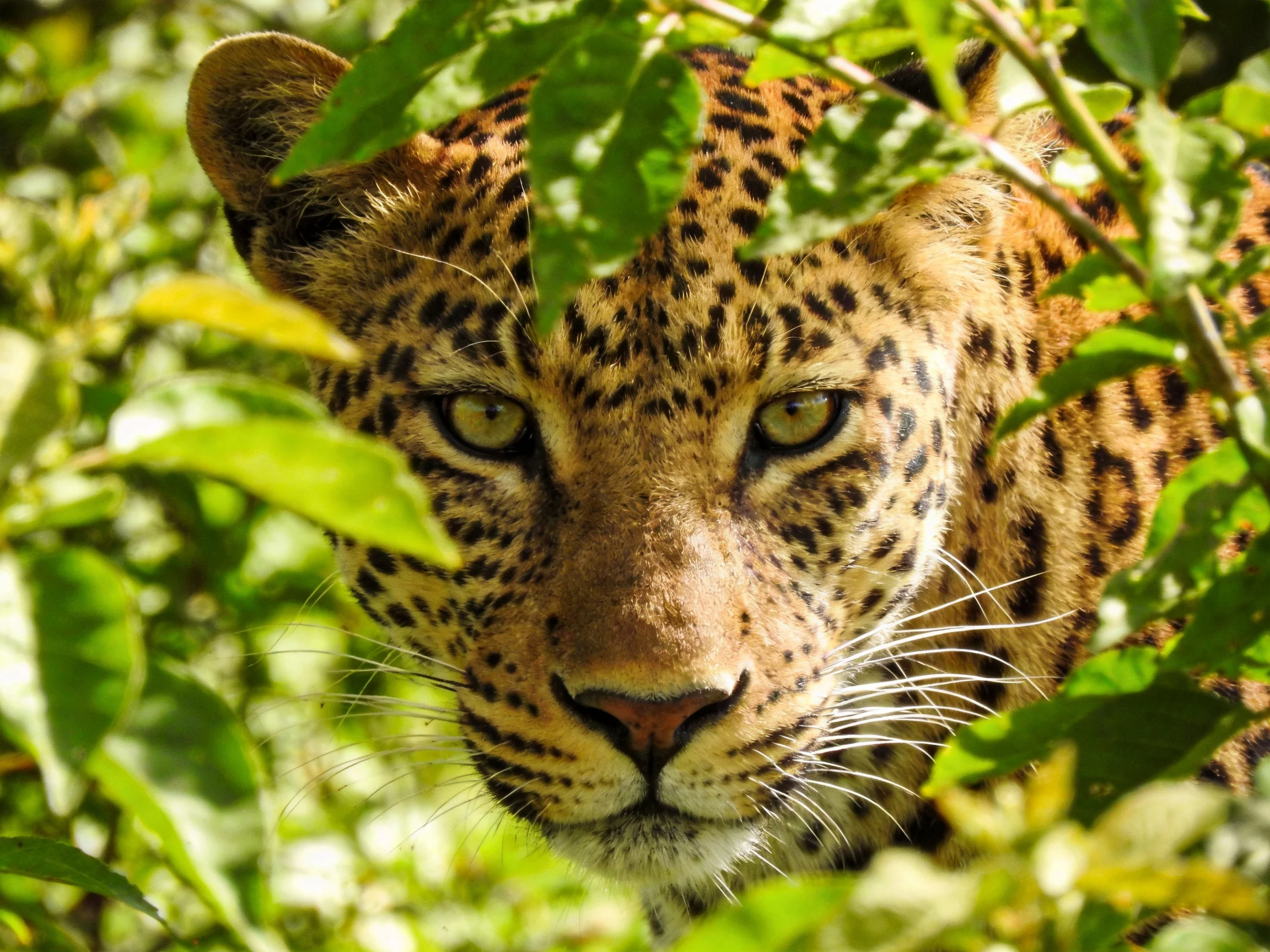 A close - up of a spotted leopard partially hidden by lush green foliage