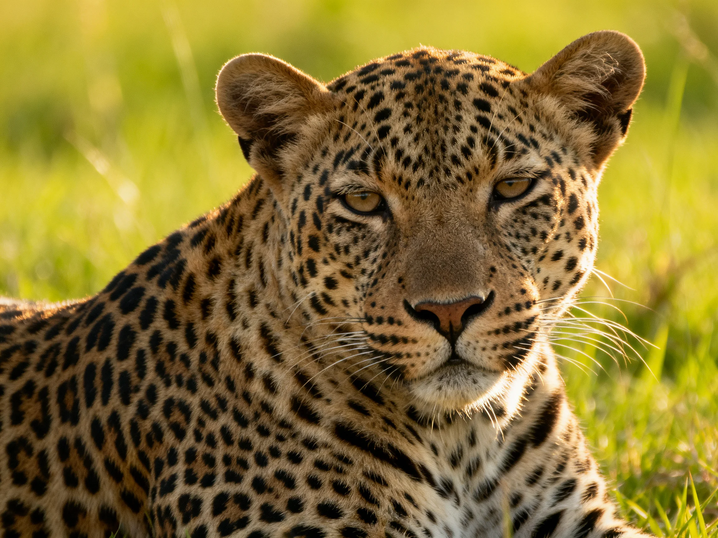 A close-up of a spotted leopard resting in lush green grass