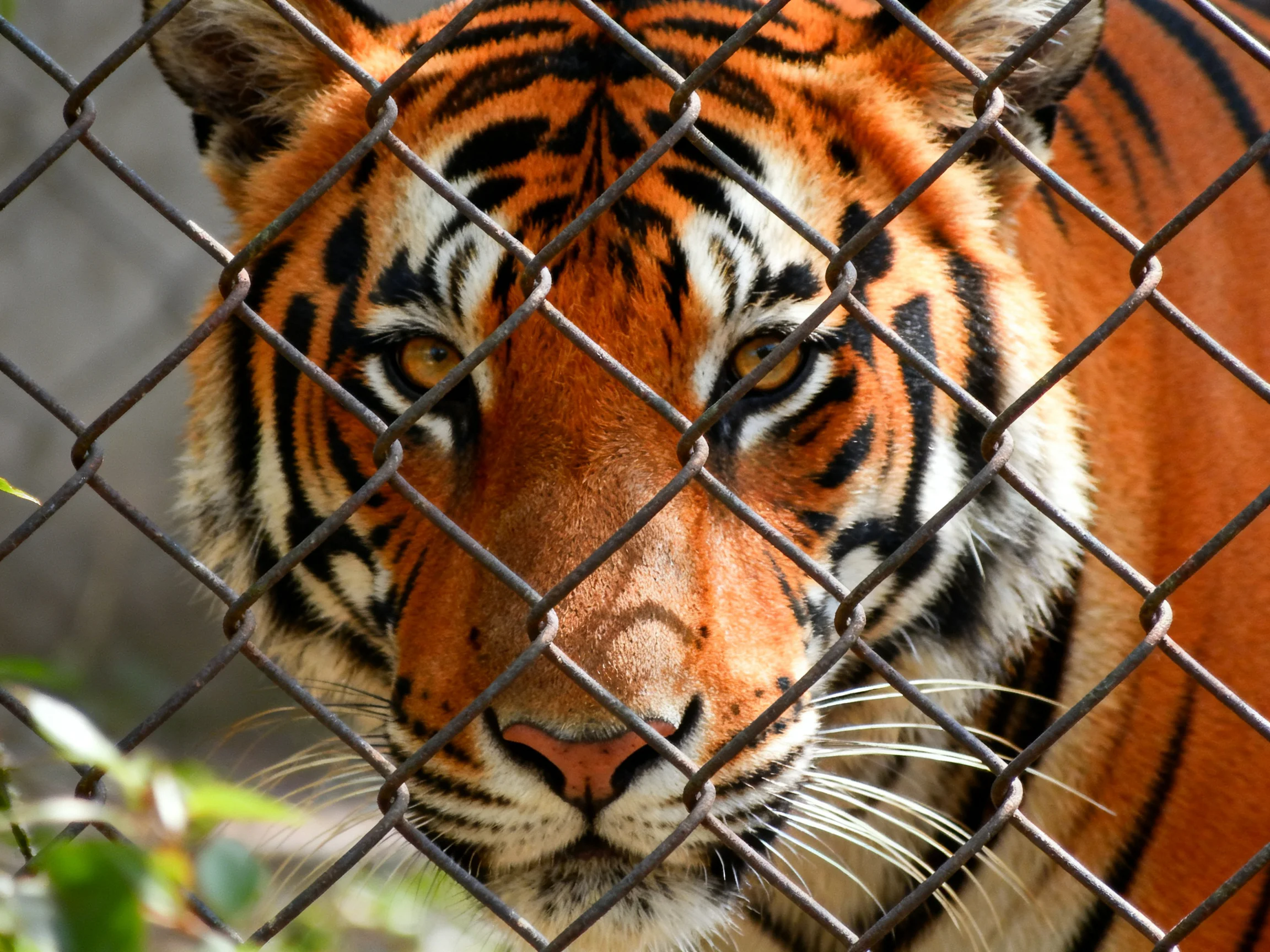 A tiger with orange and black stripes is viewed through a metal fence.