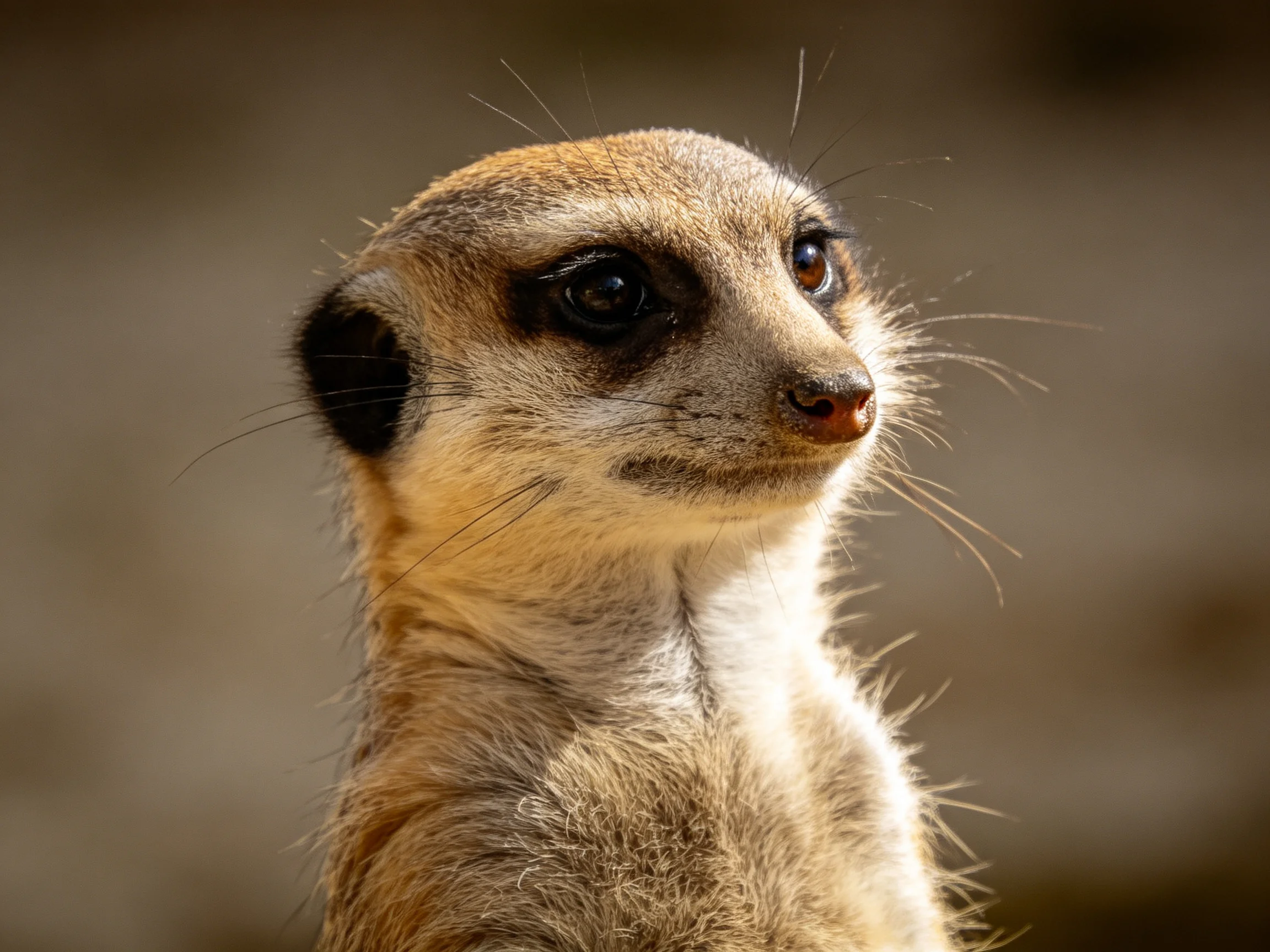 A close-up of a tan and brown-furred alert meerkat