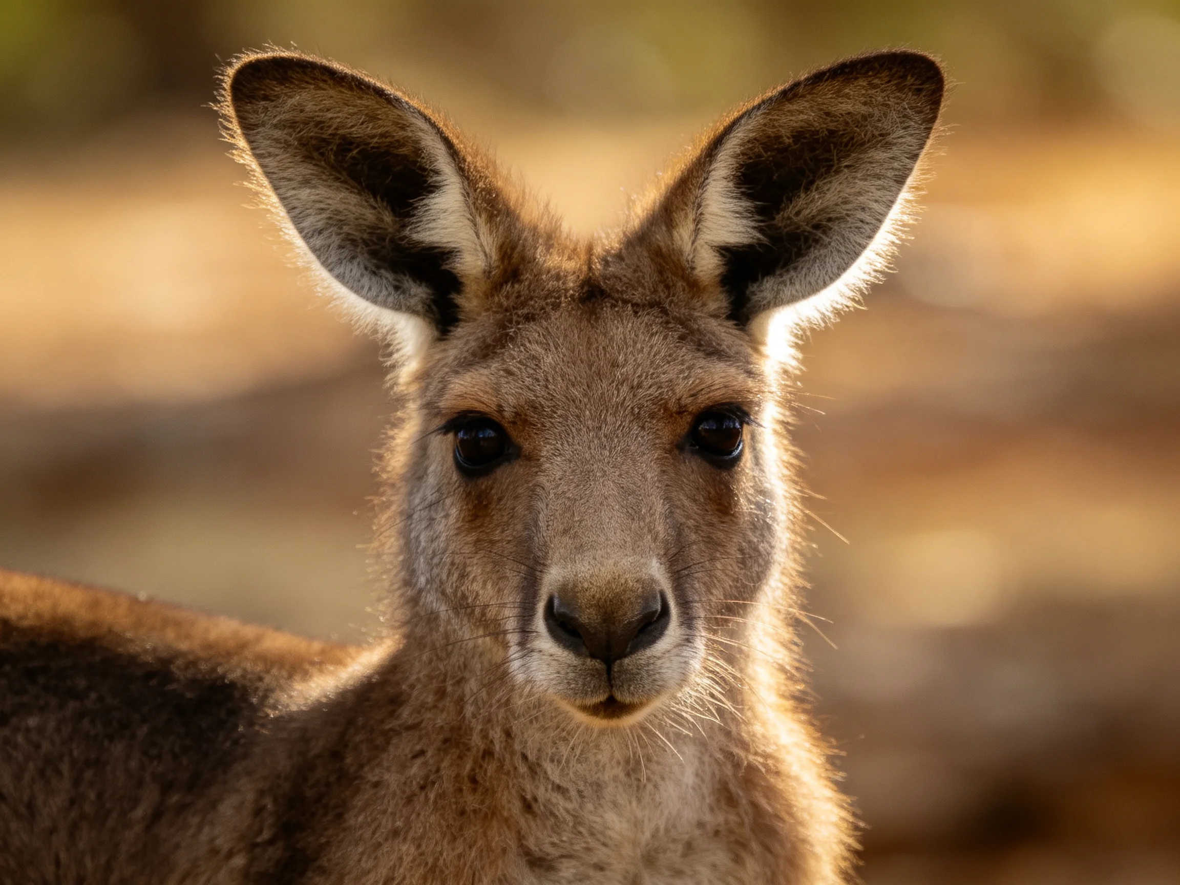 A close - up of a tan kangaroo with large ears highlighted against a blurred natural backdrop.