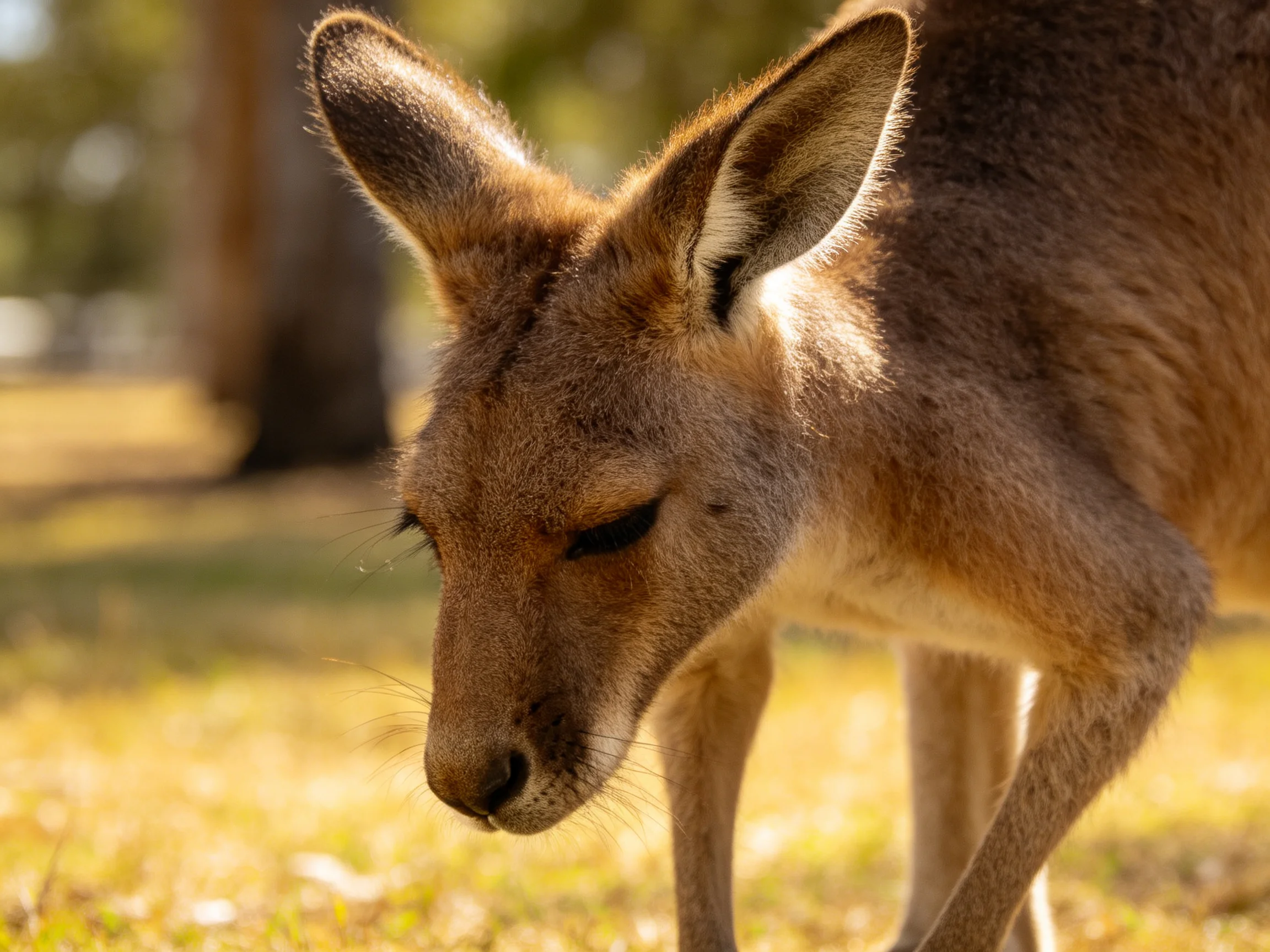 A close - up of a tan kangaroo with large ears in a sunlit field