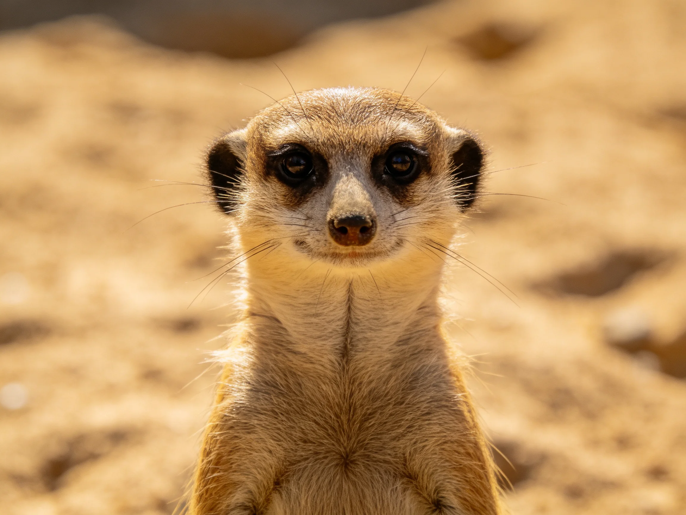 A close - up of a tan meerkat standing on sandy terrain
