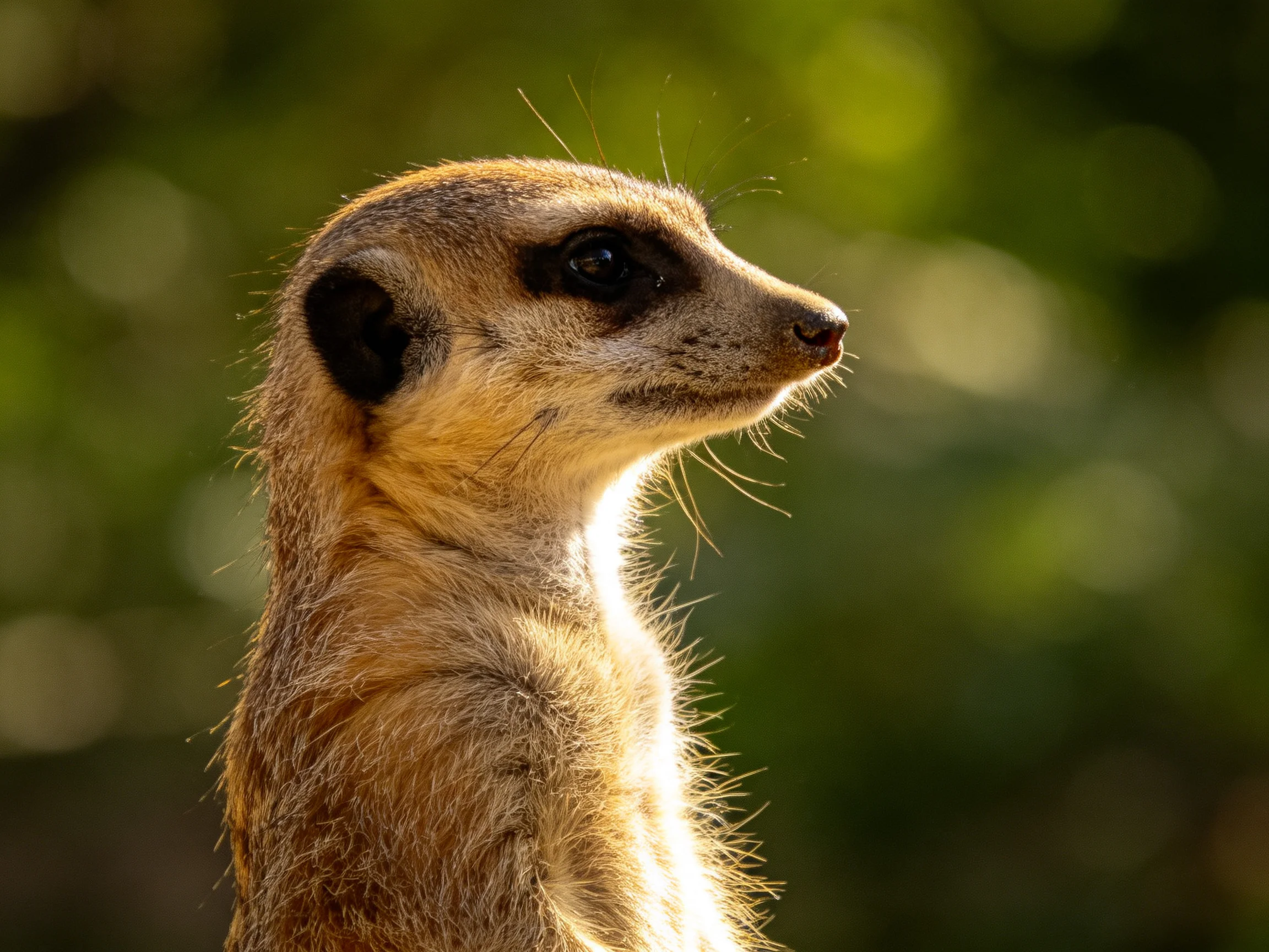 A close-up of a tan meerkat with dark facial markings in a natural setting