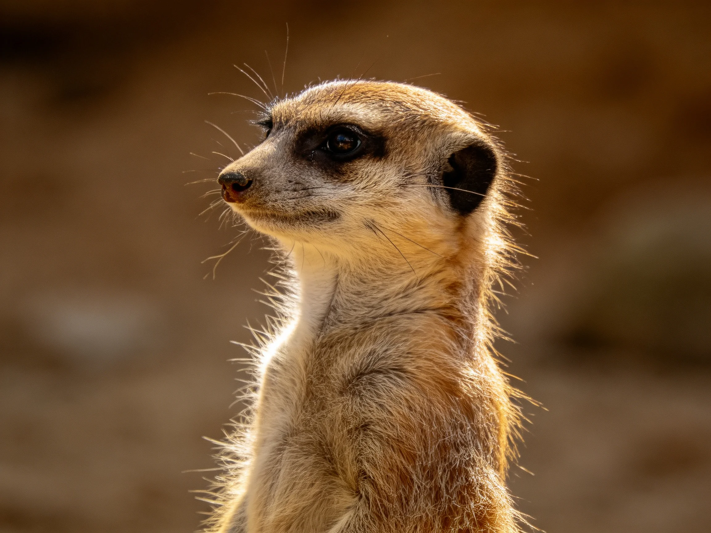 A close-up of a tan meerkat with dark facial markings standing alert