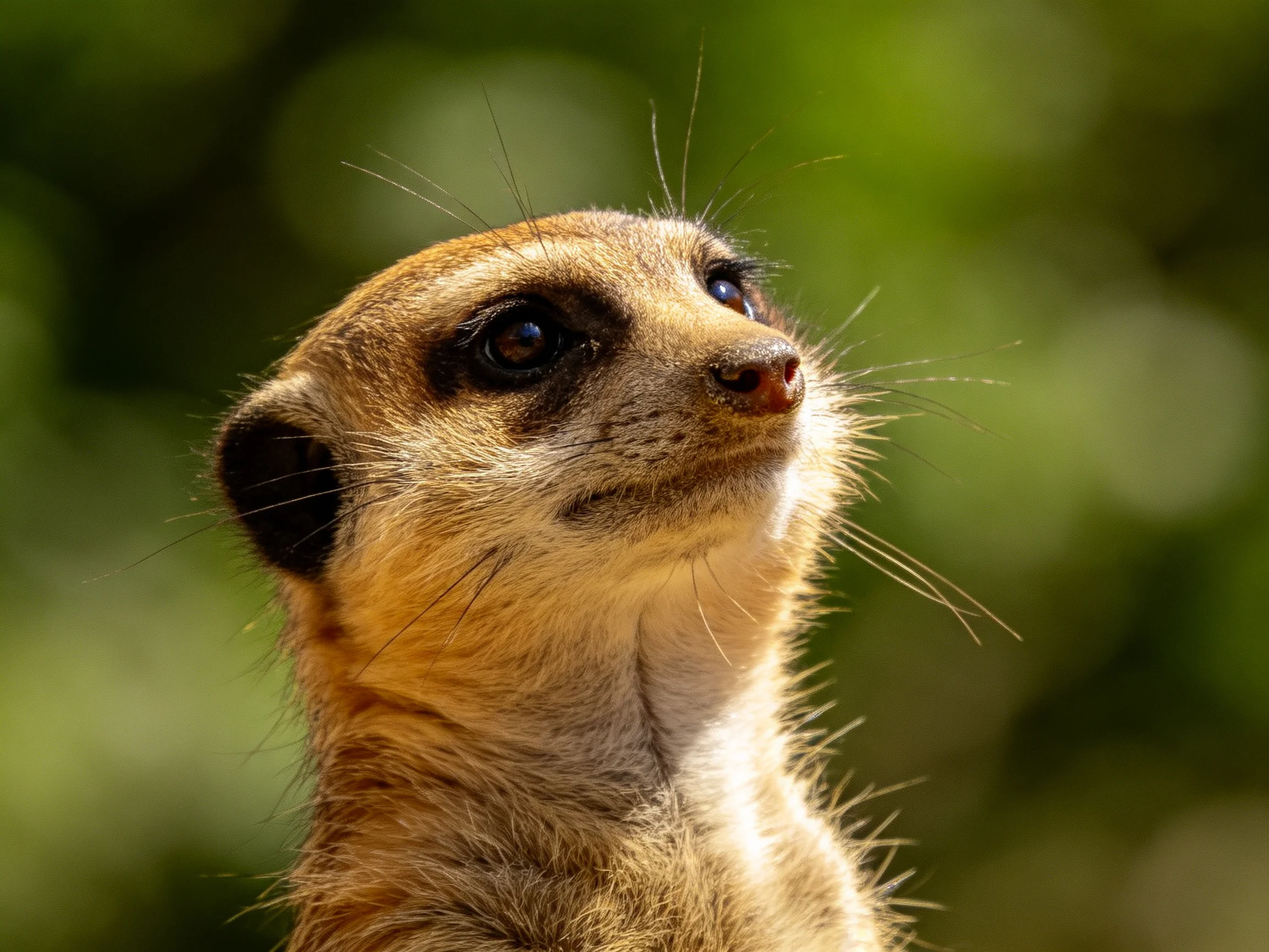 A close-up of a tan meerkat with dark facial patches against green foliage