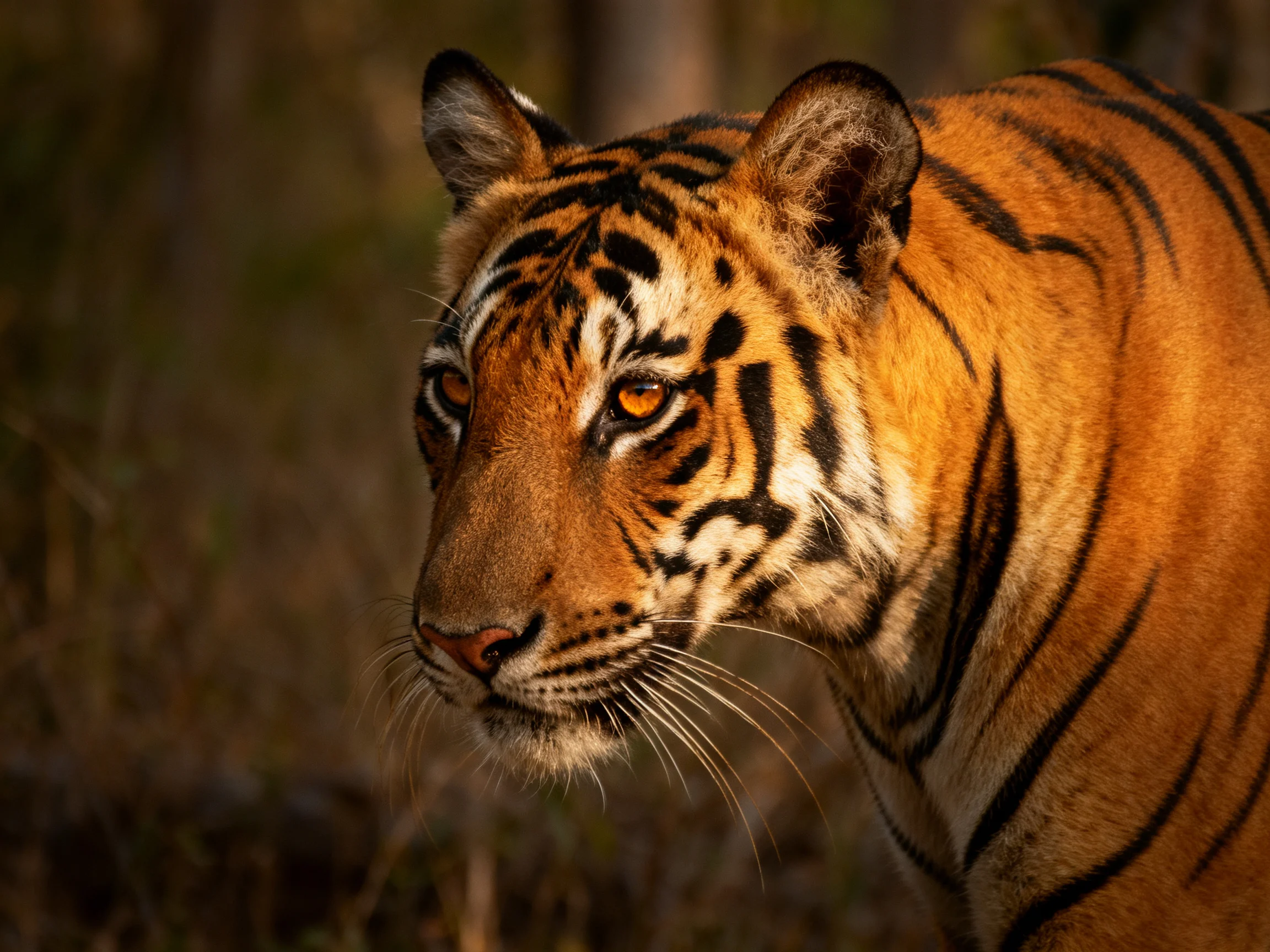 A tiger with bold black stripes is shown up close in a natural setting.
