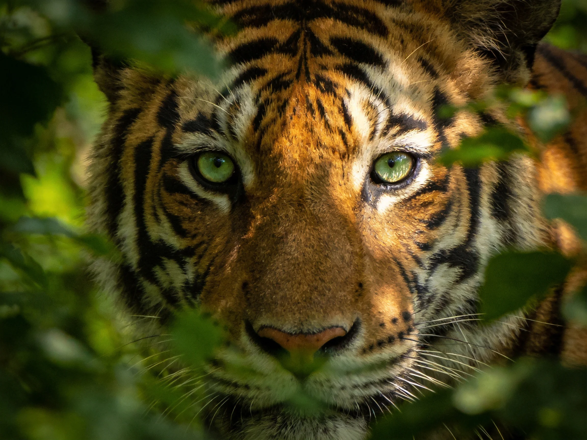 A close - up of a tiger with green eyes amid lush foliage