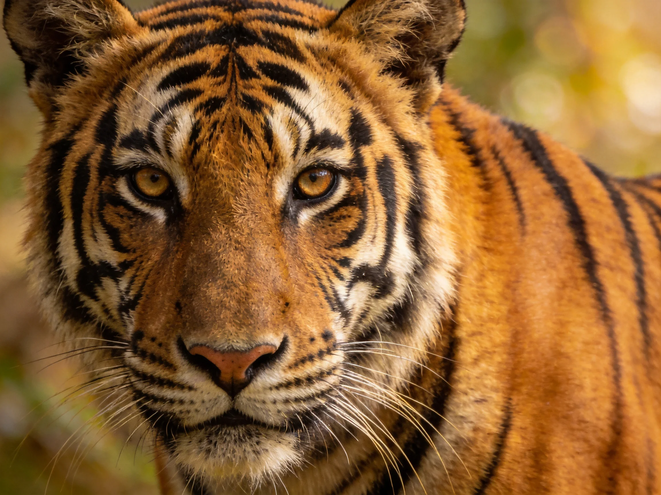 A close - up of a tiger with rich orange fur and bold black stripes