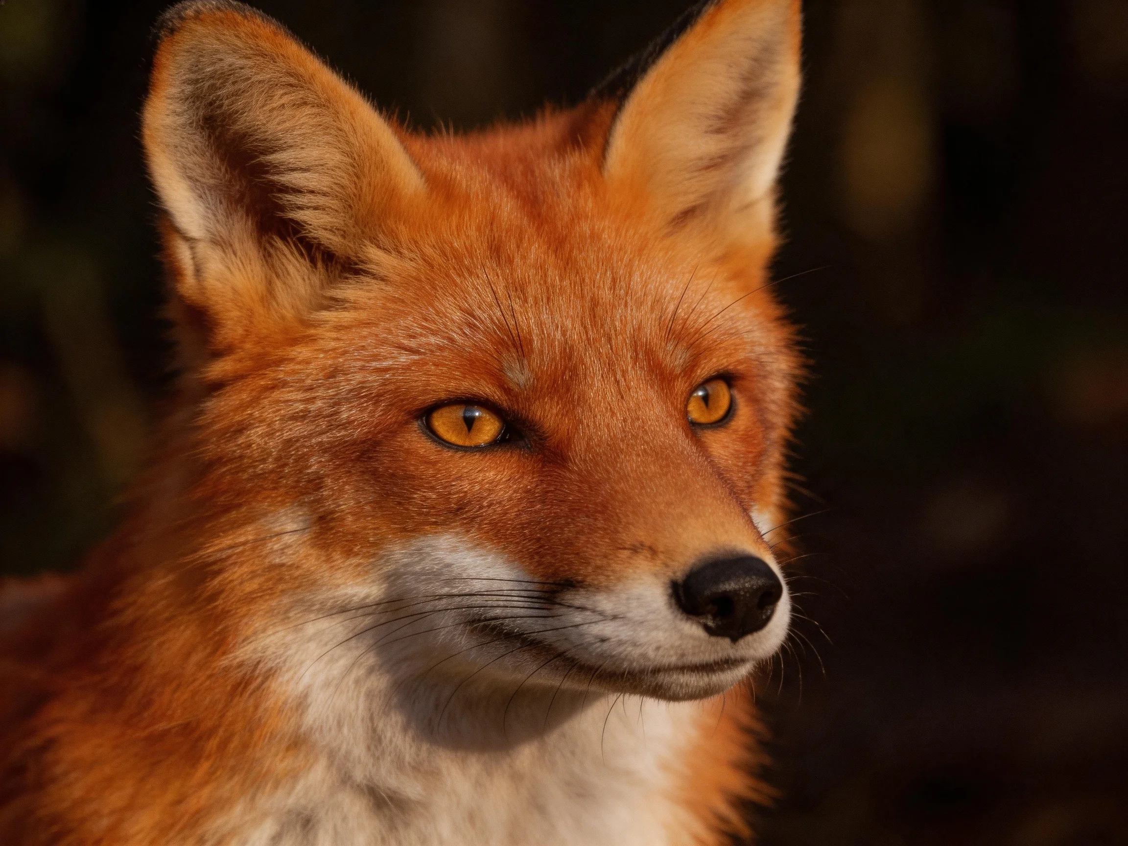 A vibrant orange-red fox with amber eyes captured in a close-up.