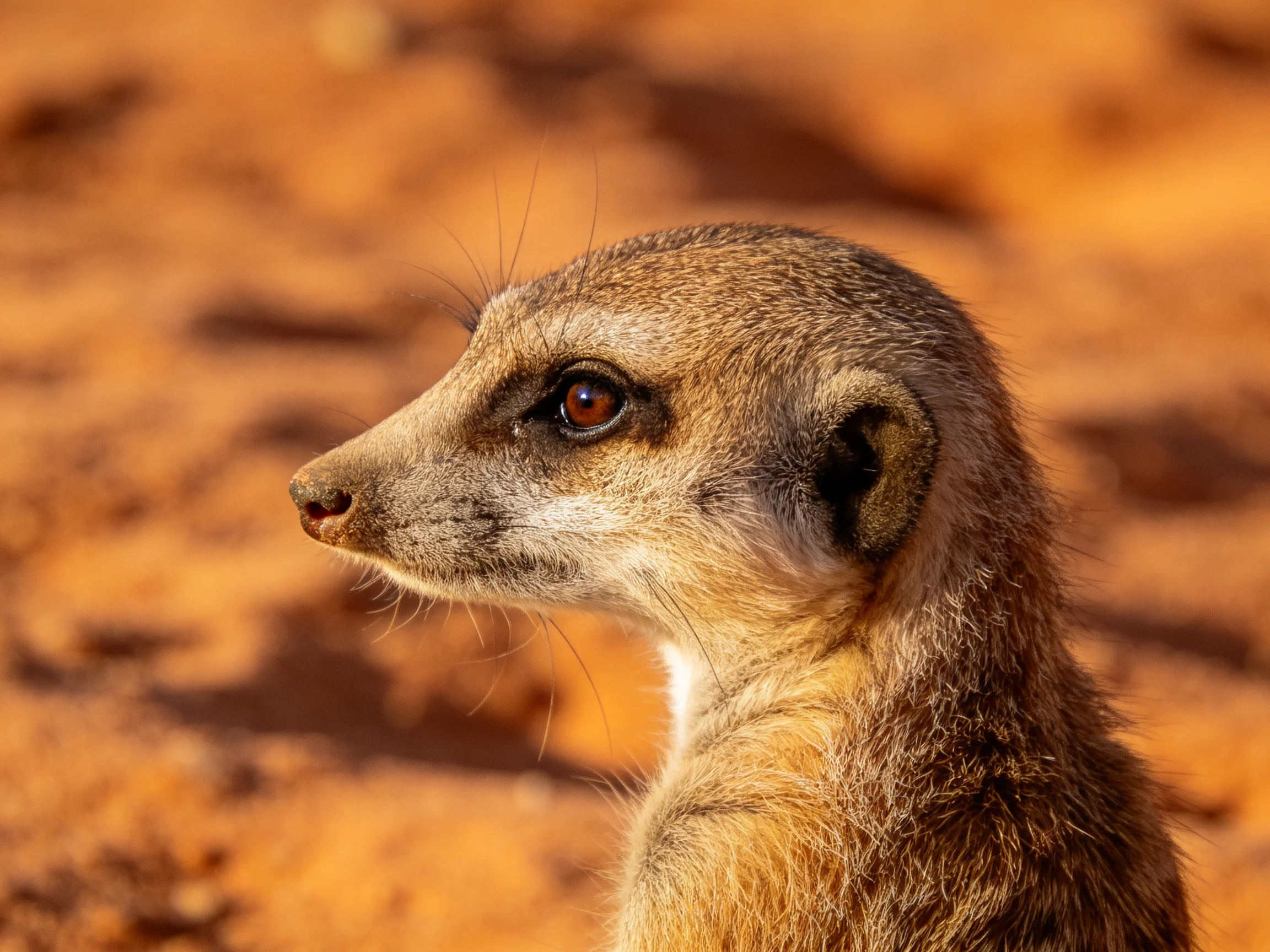 A close - up of a vigilant meerkat against an orange earthy backdrop