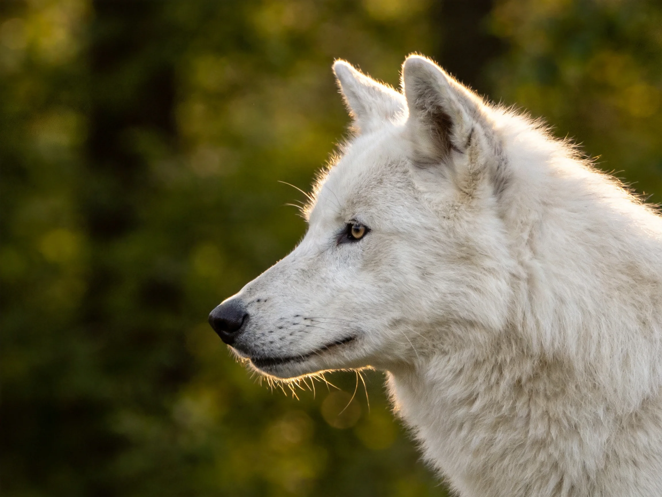 A close - up of a white wolf with thick fur near a blurred forest