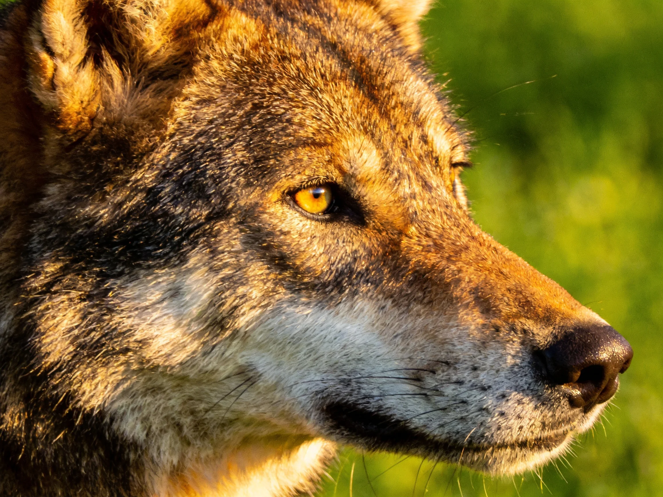 A close - up of a wolf with golden eyes against a blurred green backdrop